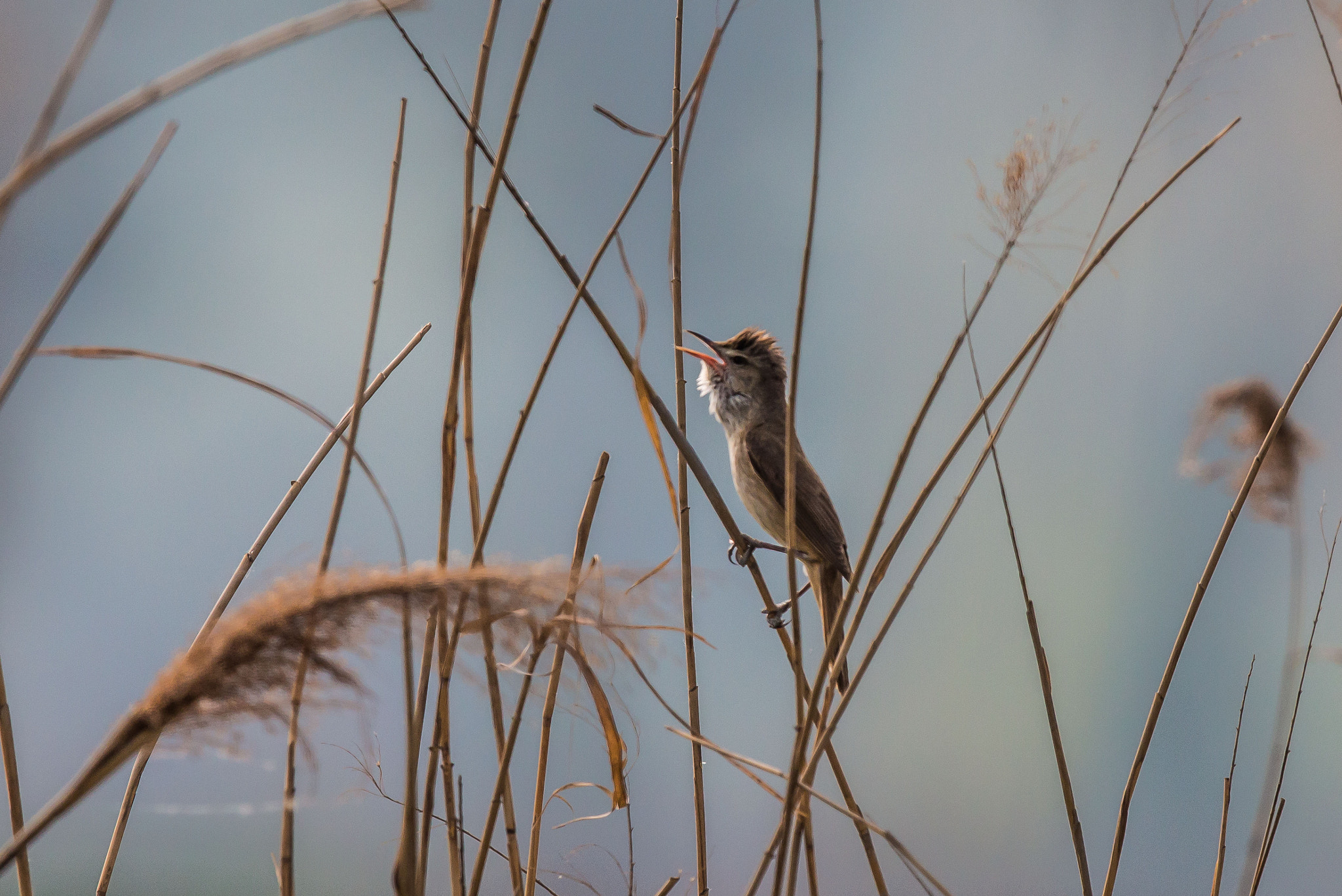 Canon EOS 70D + Canon EF 600mm F4L IS II USM sample photo. Oriental reed warbler photography