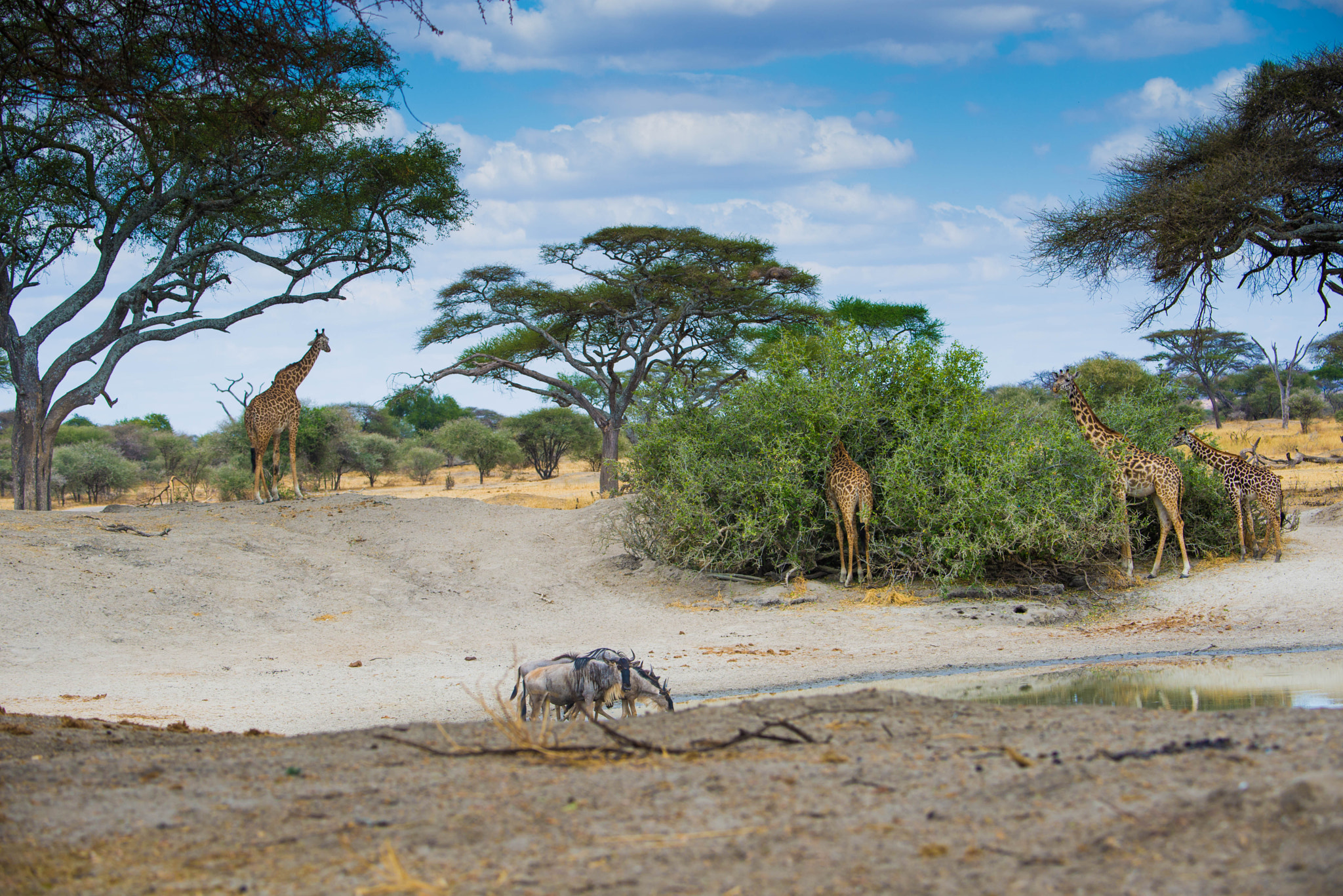 Nikon D600 sample photo. Giraffes and wildebeests photography