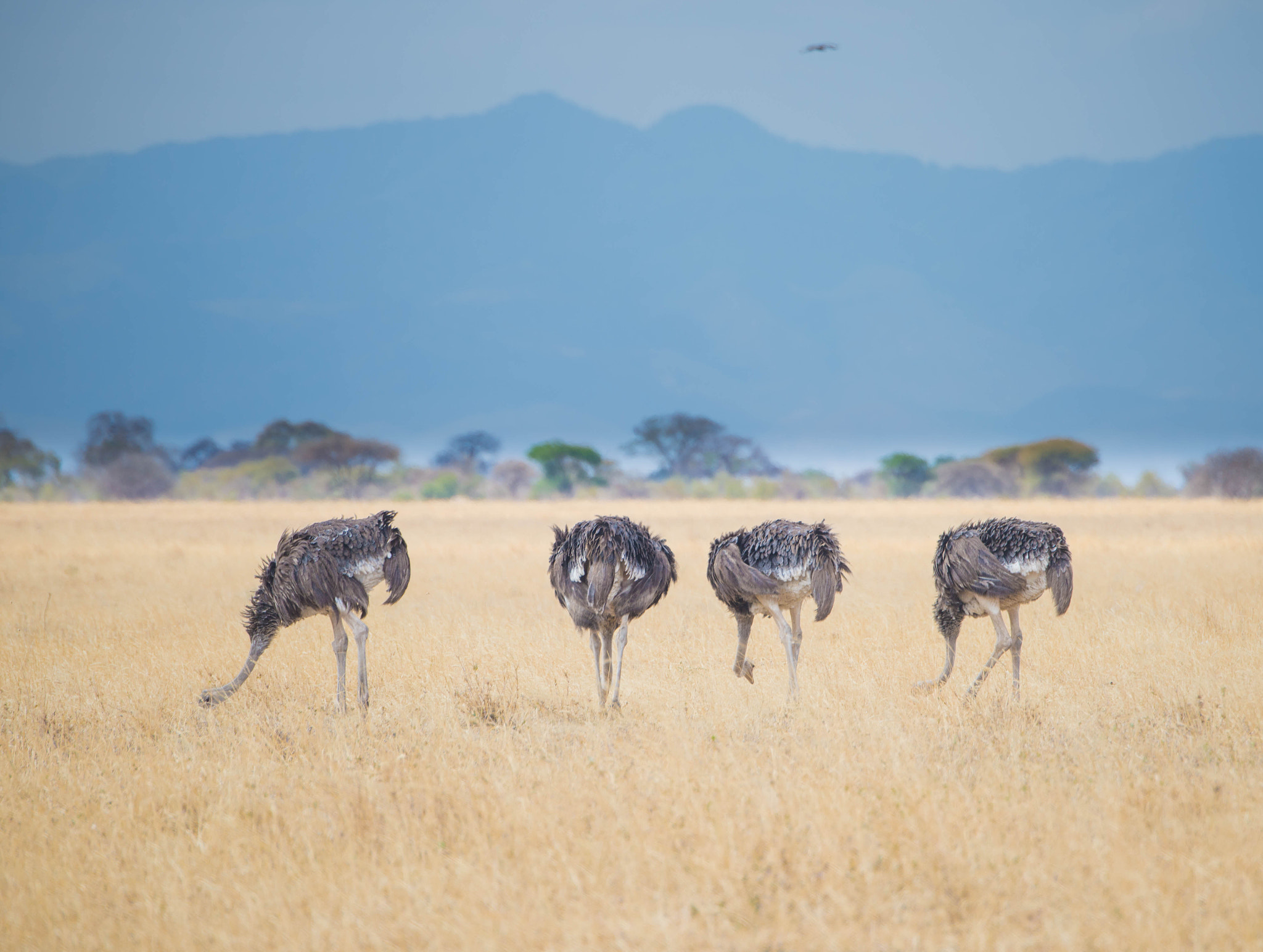 Nikon D600 sample photo. Female ostriches photography