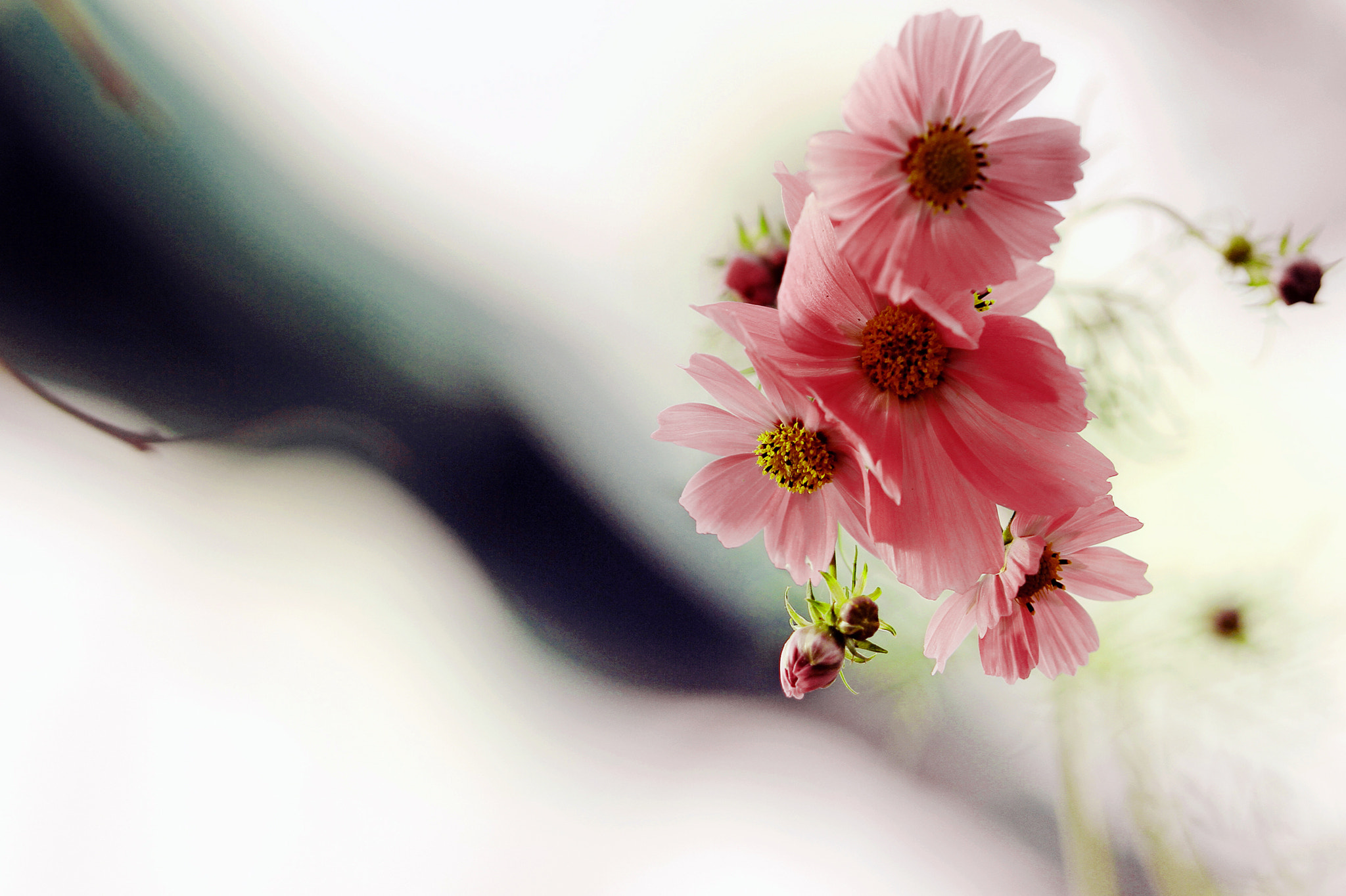 Canon EOS 7D + Tamron SP AF 70-200mm F2.8 Di LD (IF) MACRO sample photo. Cosmos for a loved one photography