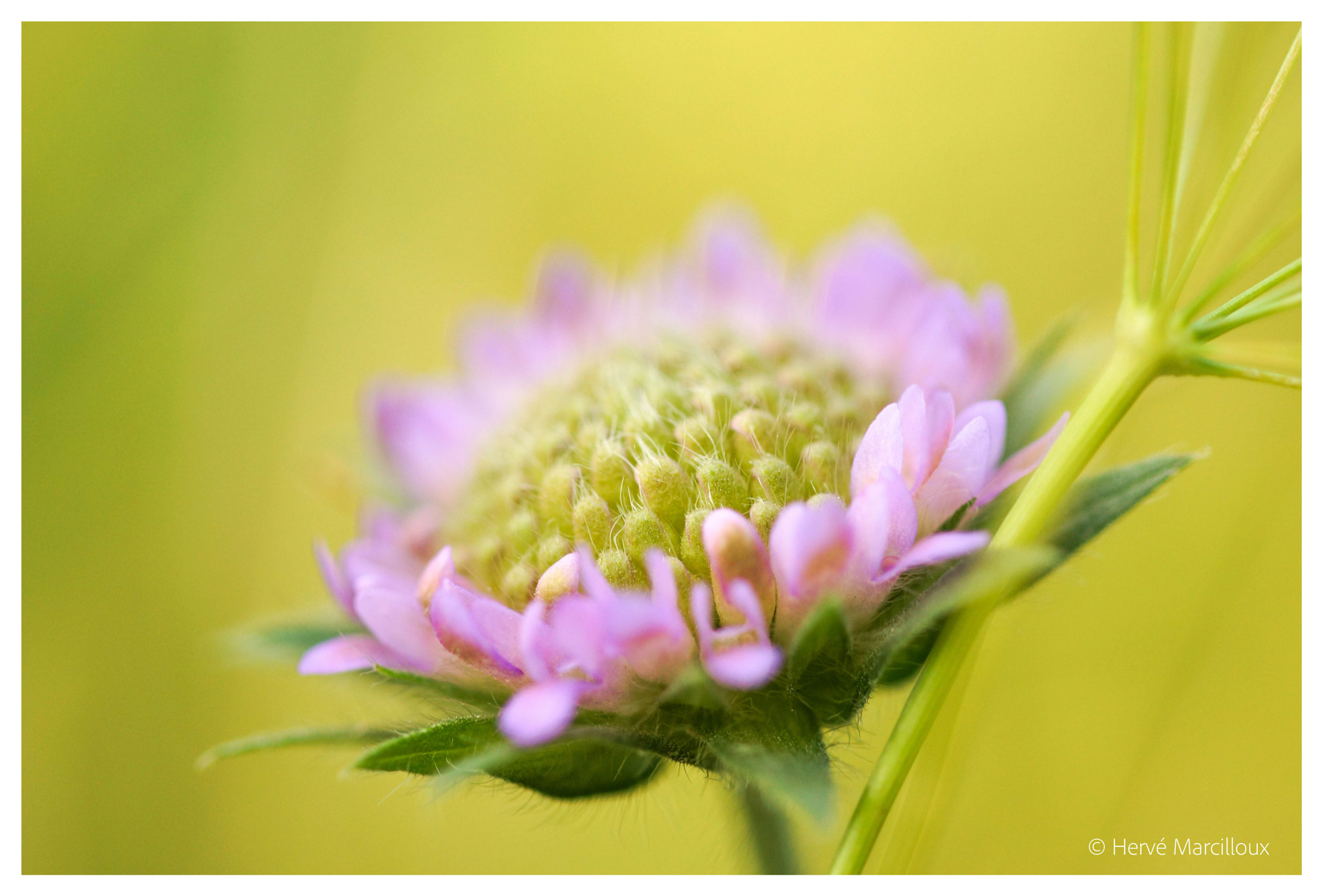 Sony SLT-A77 + 105mm F2.8 sample photo. Flower photography