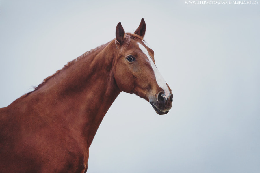 Canon EOS-1D Mark III sample photo. Beauty photography