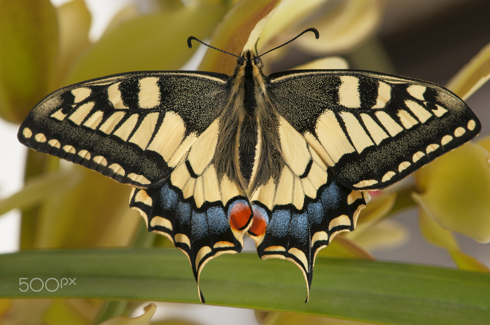 Nikon AF-S DX Micro-Nikkor 85mm F3.5G ED VR sample photo. Papilio machaon (borboleta cauda-de-andorinha) photography
