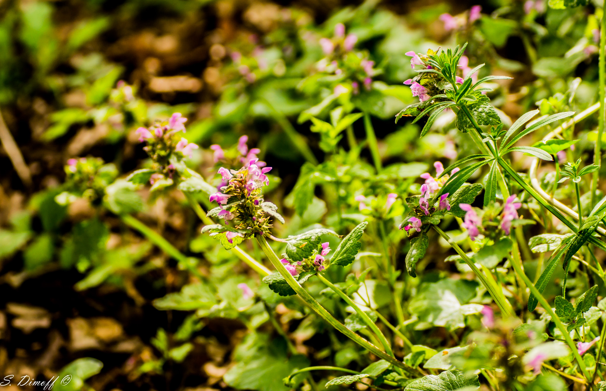 Tamron SP 70-300mm F4-5.6 Di USD sample photo. Wild flowers  photography
