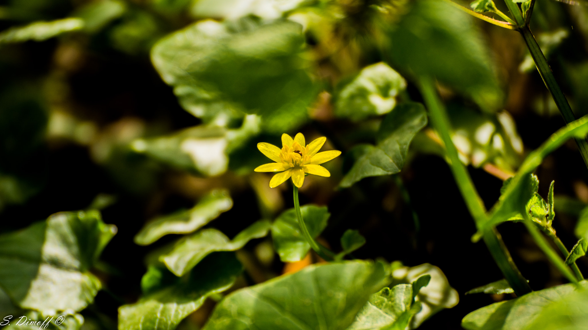 Tamron SP 70-300mm F4-5.6 Di USD sample photo