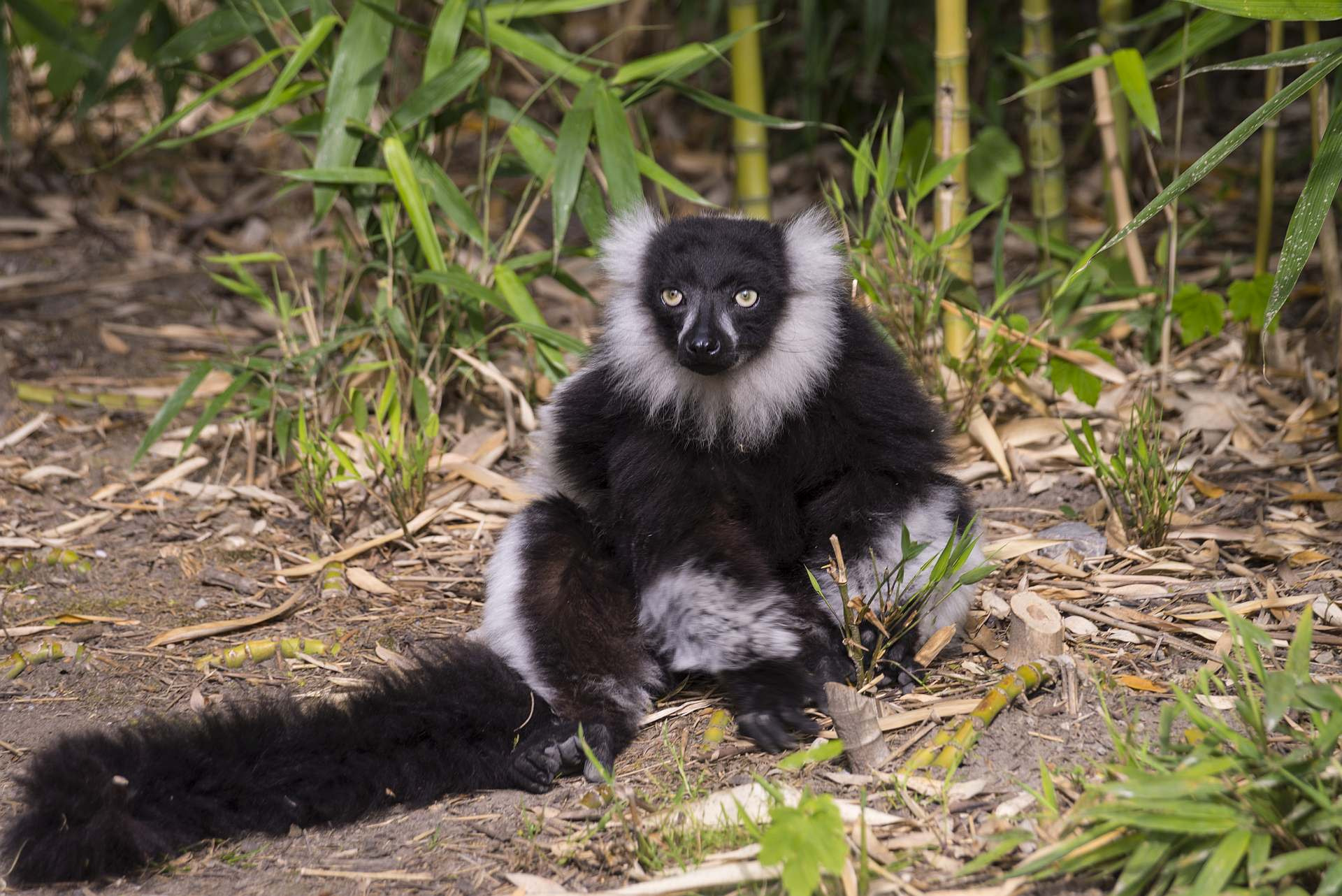 Nikon D600 sample photo. Old man monkey photography