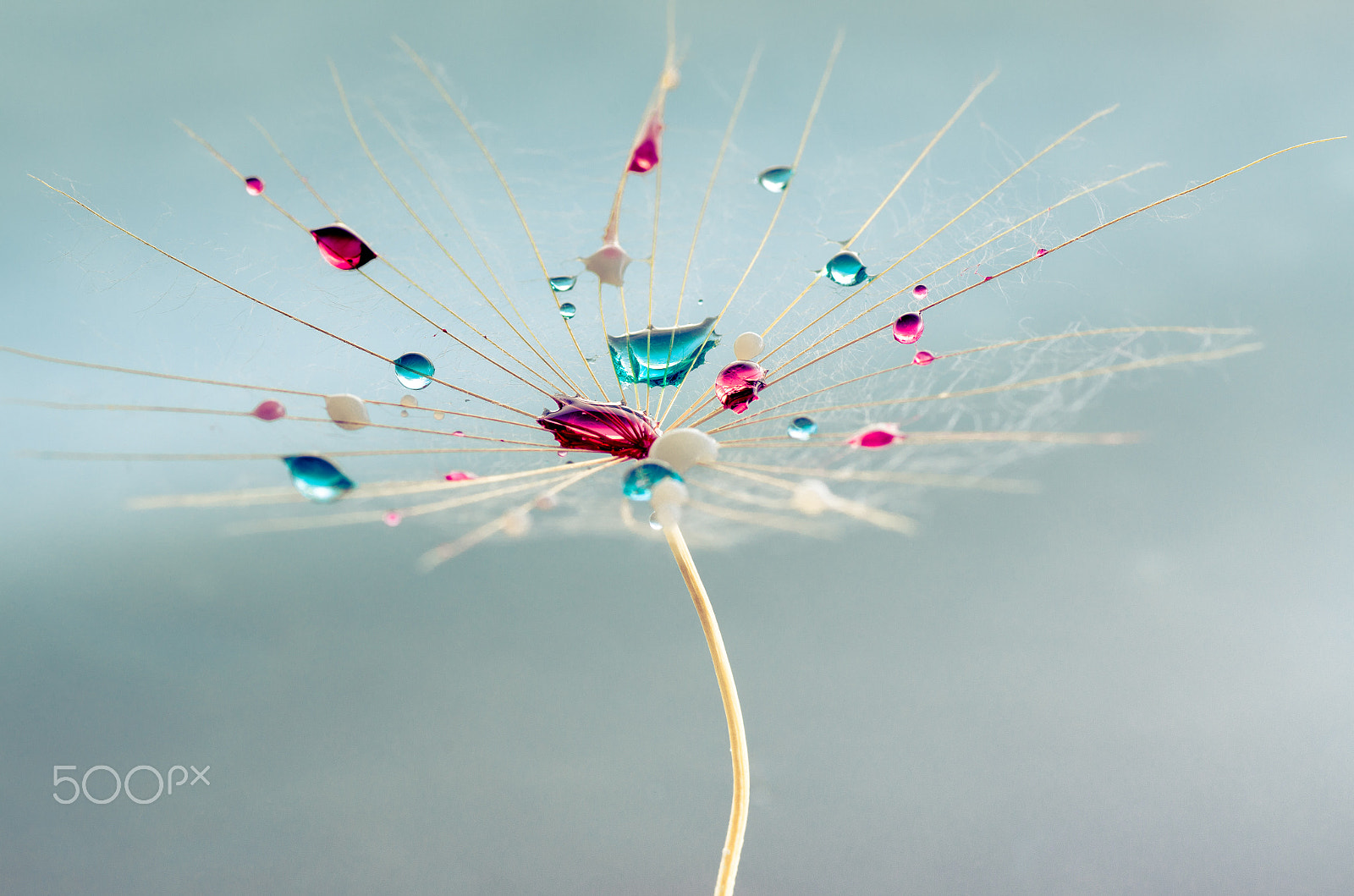 Tamron SP AF 90mm F2.8 Di Macro sample photo. Liquid jewels photography