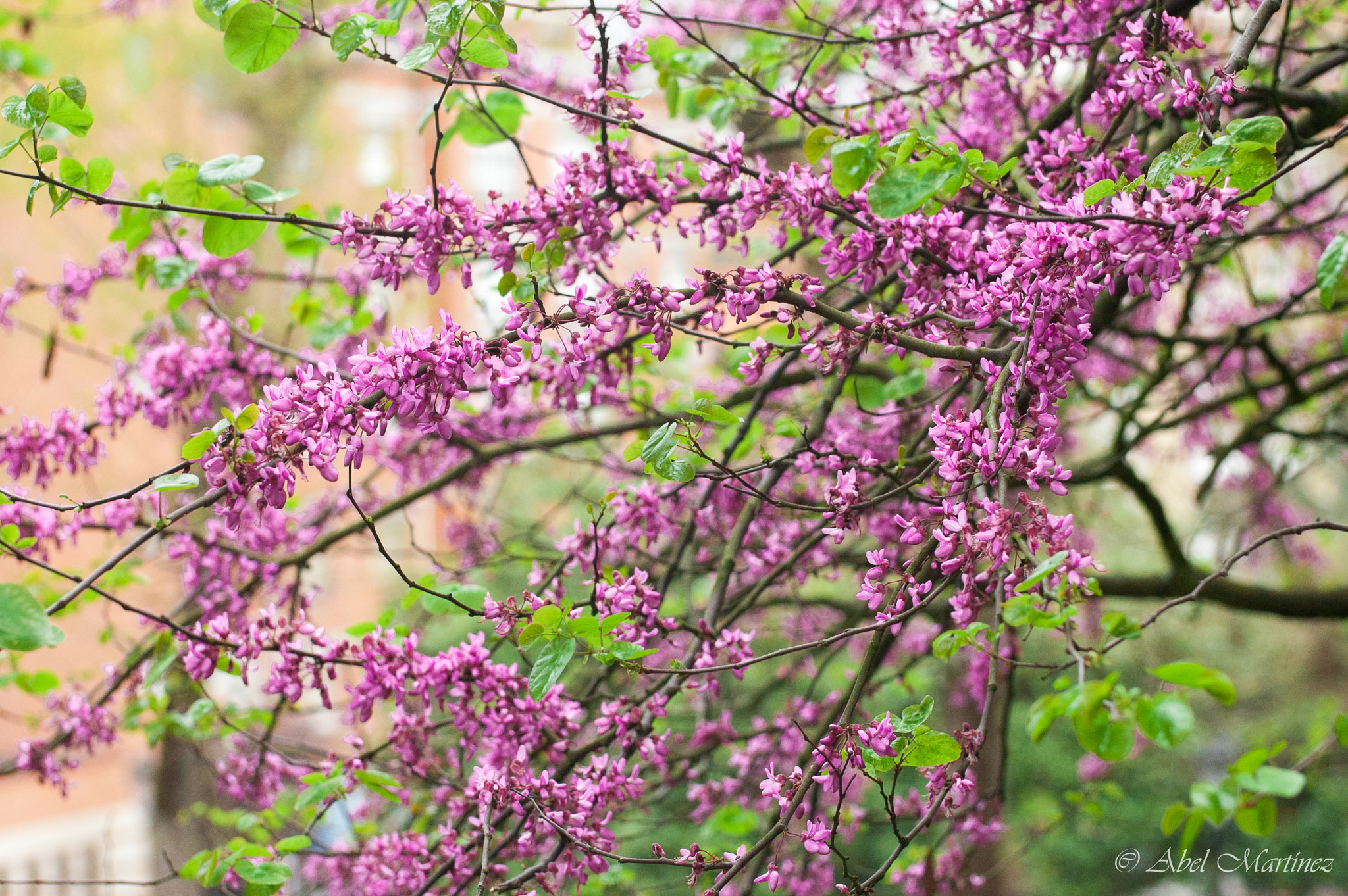 Nikon D70s sample photo. Primavera photography