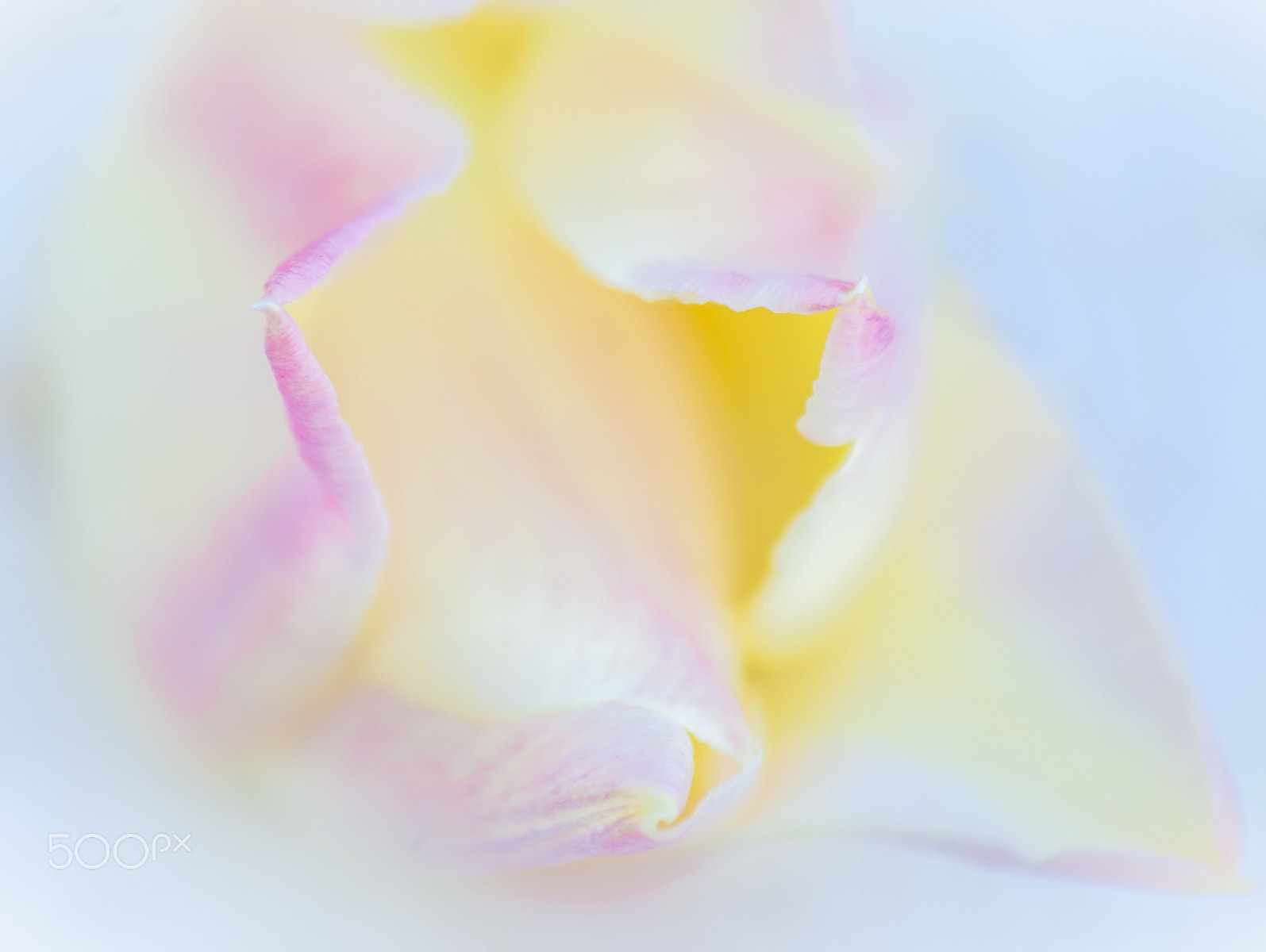 Canon EOS 5D Mark II + Canon EF 100-300mm F4.5-5.6 USM sample photo. Gentle tulip photography