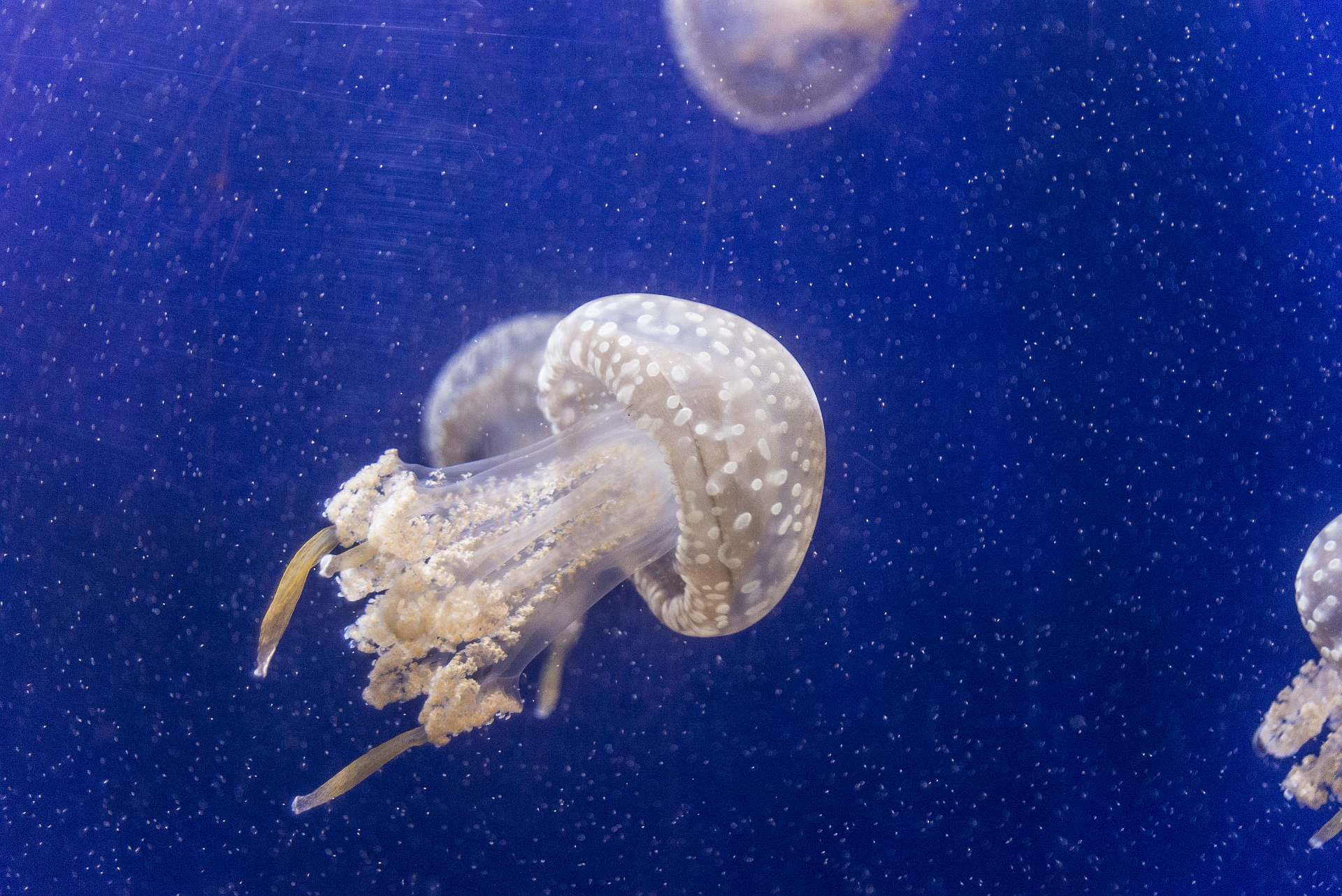 Nikon D600 sample photo. Into the blue... jelly? photography