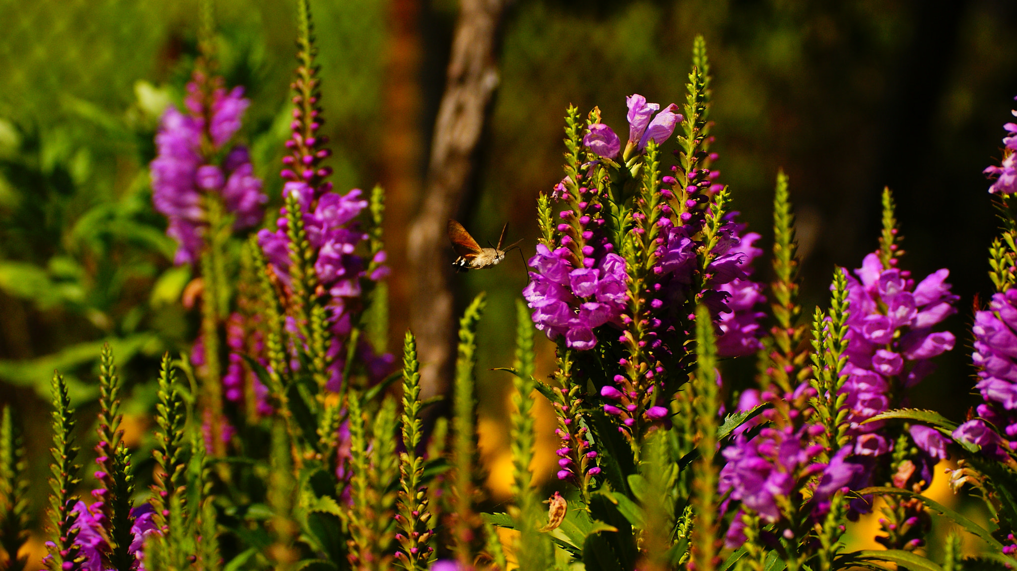 Sony Alpha DSLR-A200 + Tamron SP 70-300mm F4-5.6 Di USD sample photo. Butterfly 2 photography