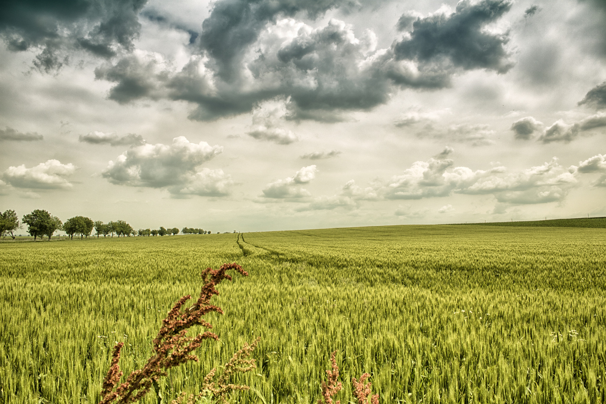 Canon EOS 750D (EOS Rebel T6i / EOS Kiss X8i) sample photo. Green field photography