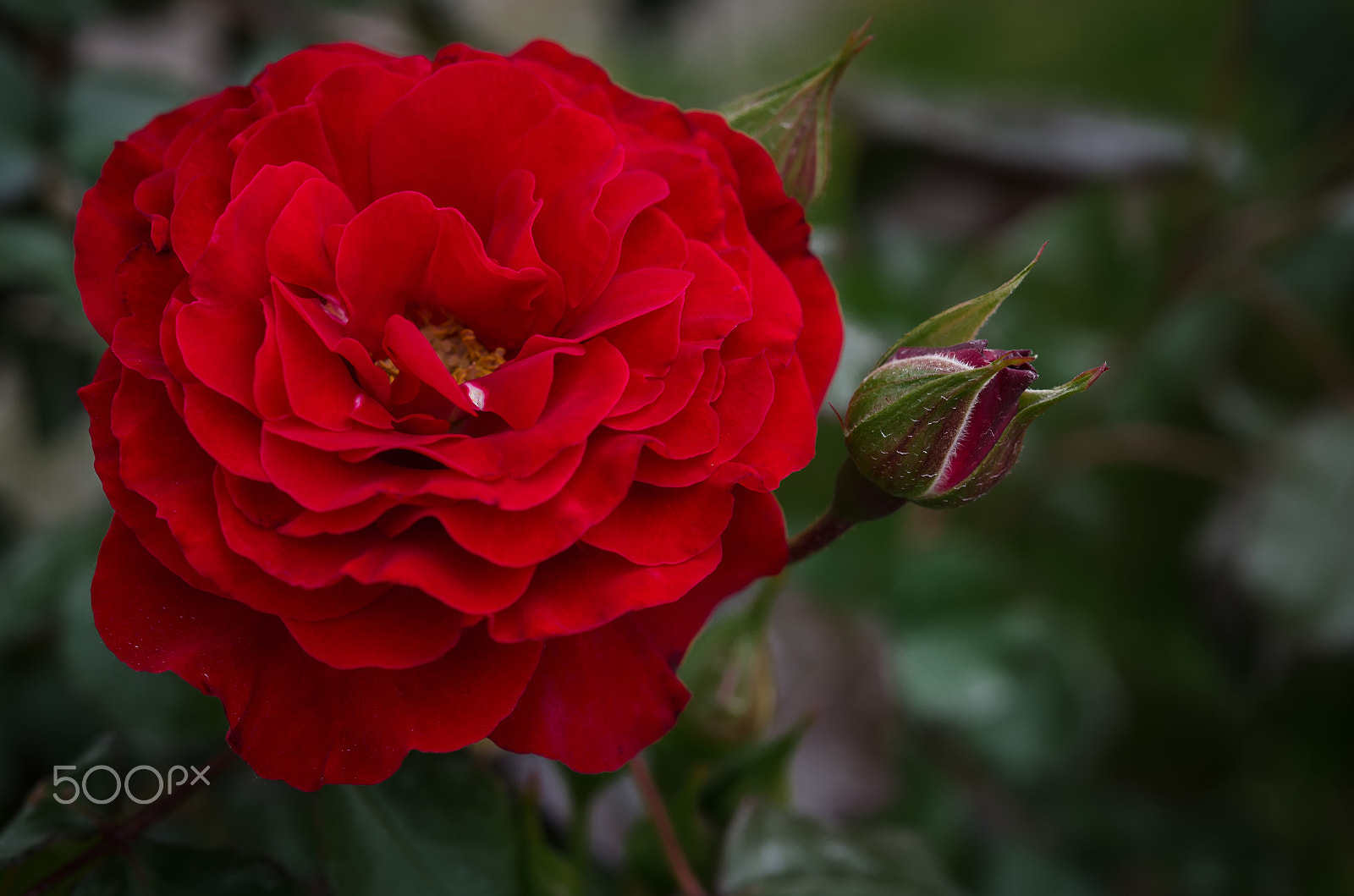 Nikon AF-S Micro-Nikkor 60mm F2.8G ED sample photo. Rose red photography