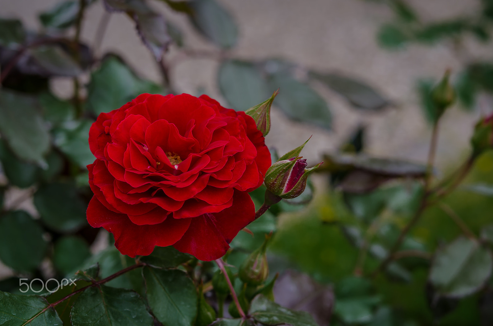 Nikon AF-S Micro-Nikkor 60mm F2.8G ED sample photo. Rose red photography