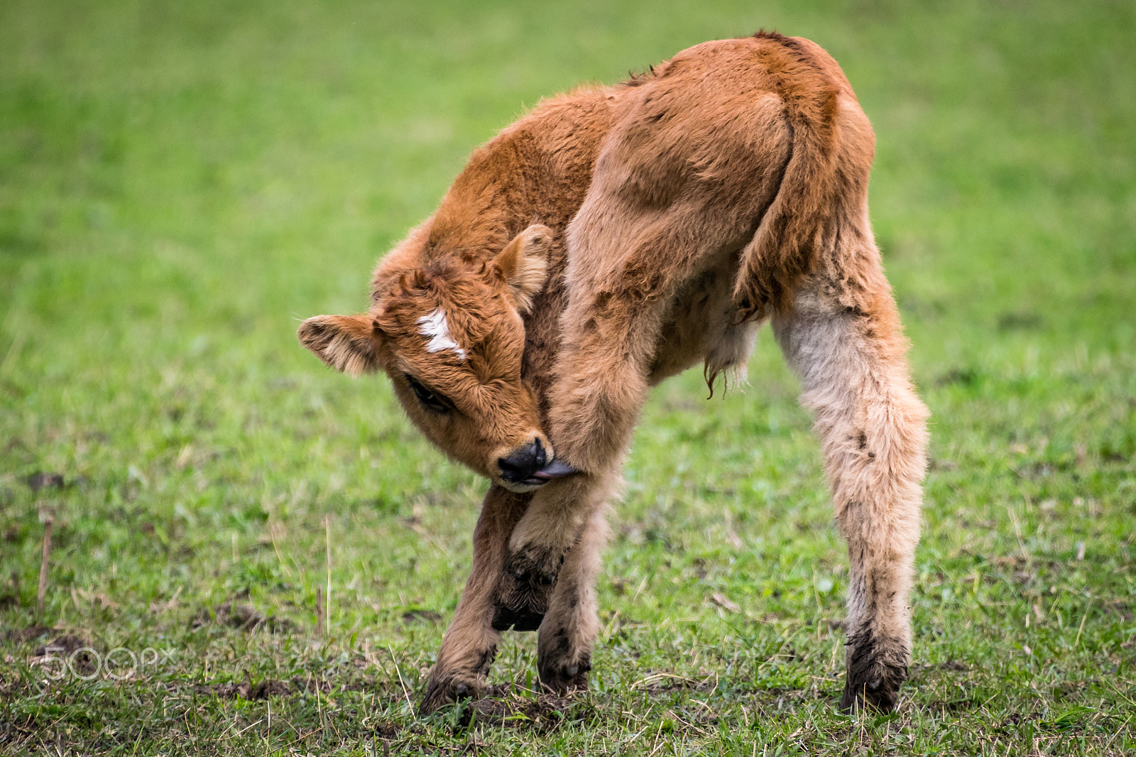Sigma 50-500mm F4.5-6.3 DG OS HSM sample photo. Heck cattle calf photography