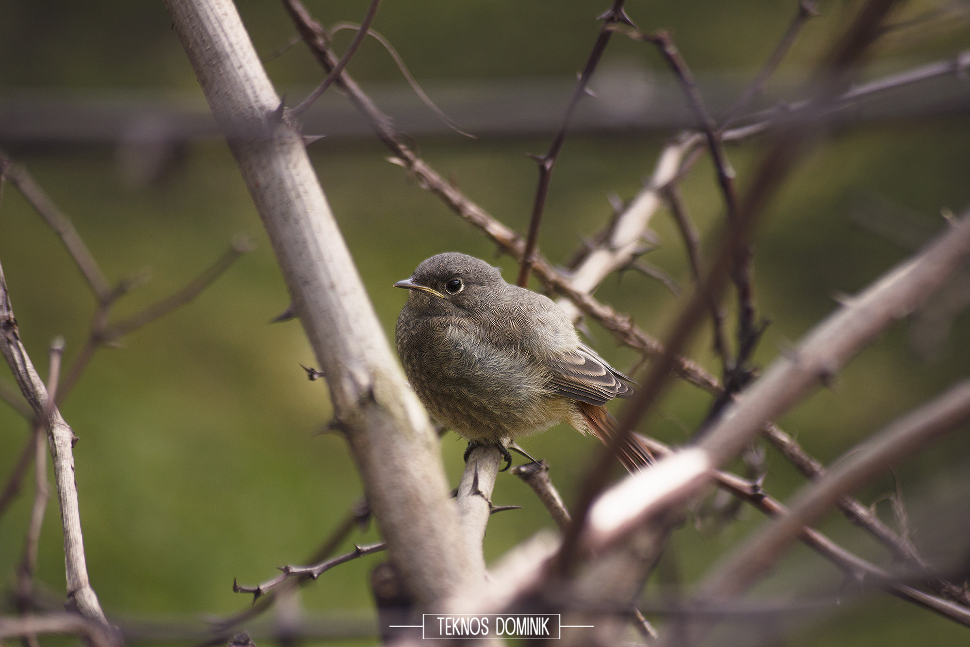 Sigma 55-200mm f/4-5.6 DC sample photo. Madárka (bird) photography