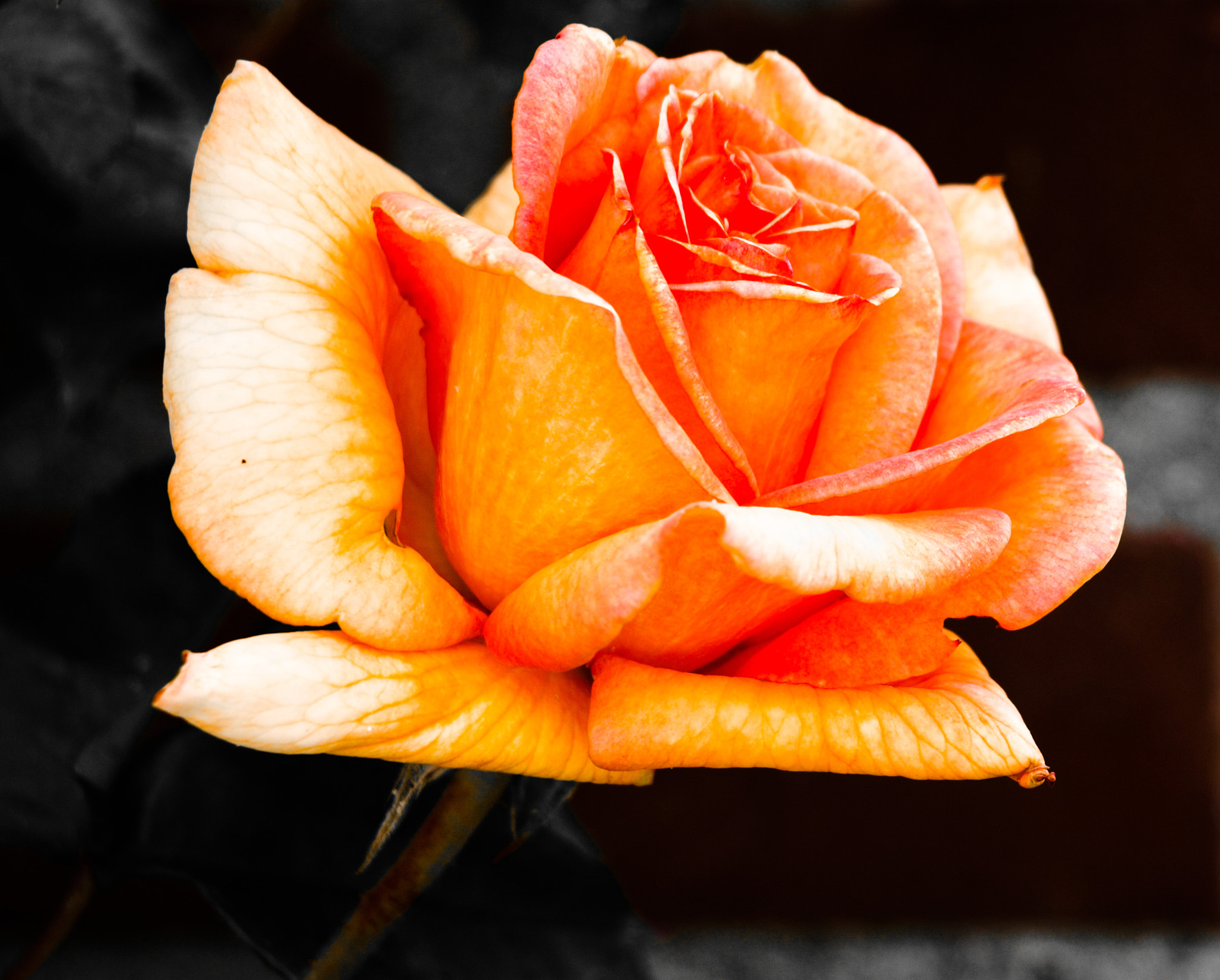 Olympus Zuiko Digital ED 40-150mm F4.0-5.6 sample photo. True beauty photography