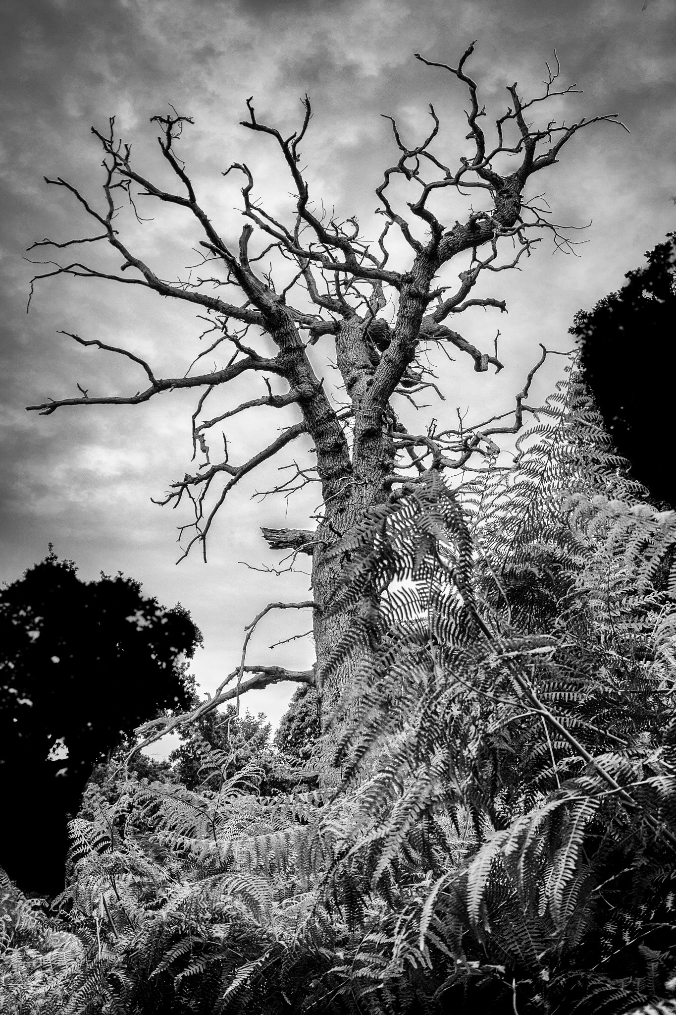 Canon EF 24-105mm F3.5-5.6 IS STM sample photo. Art after death photography