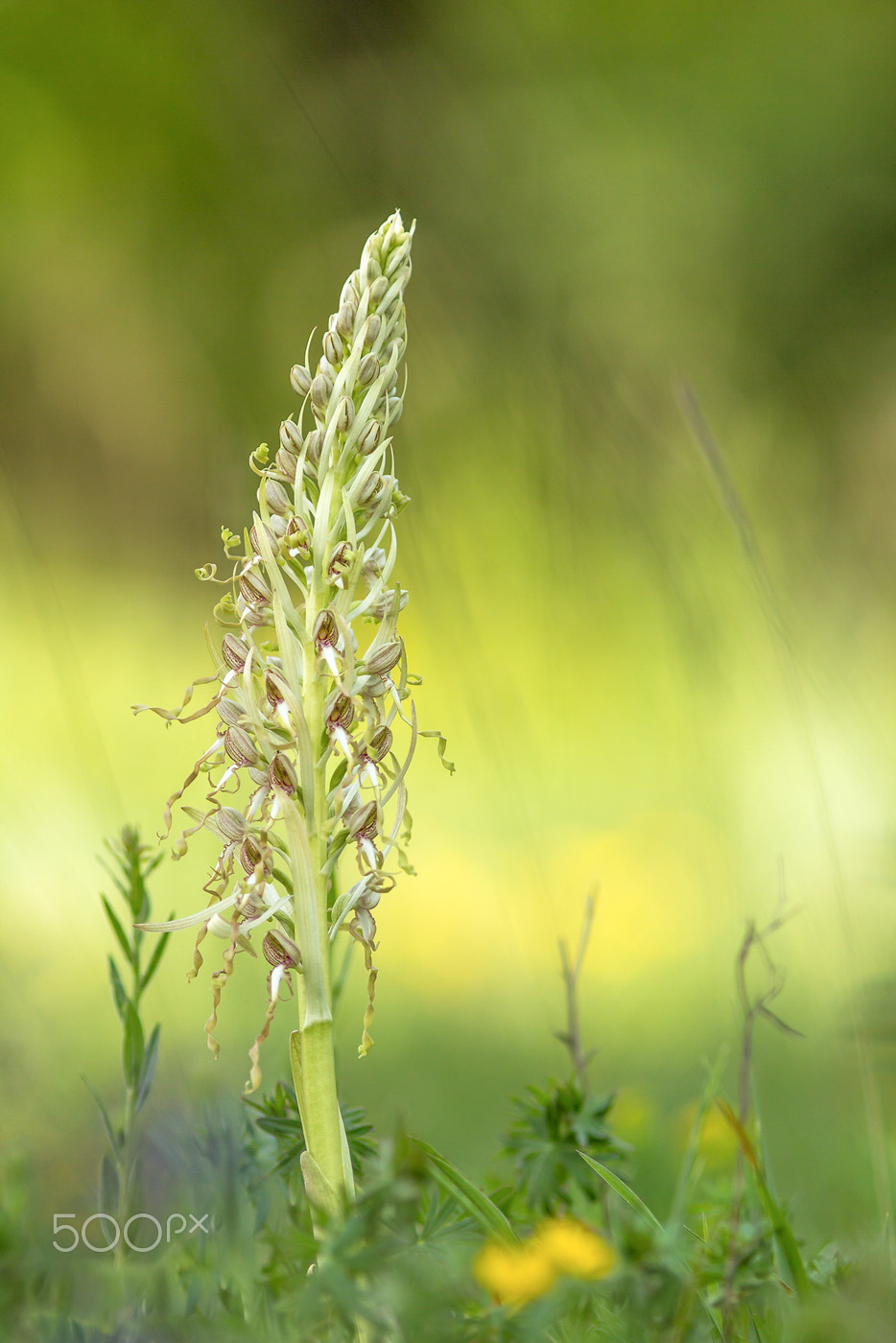 Canon EOS 60D + Canon EF 200mm F2.8L II USM sample photo. Bocks riemenzunge (himantoglossum hircinum) photography