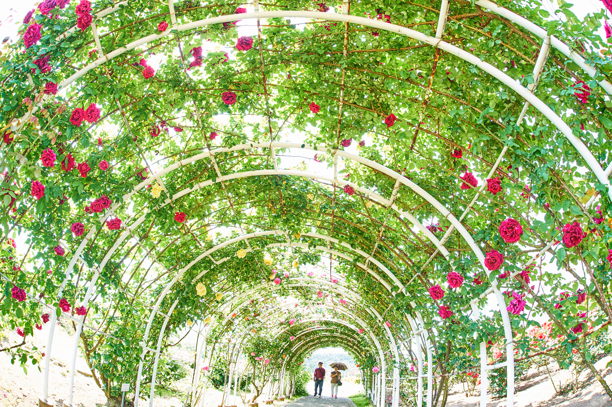 Sony 16mm F2.8 Fisheye sample photo. Welcome to the rose world photography