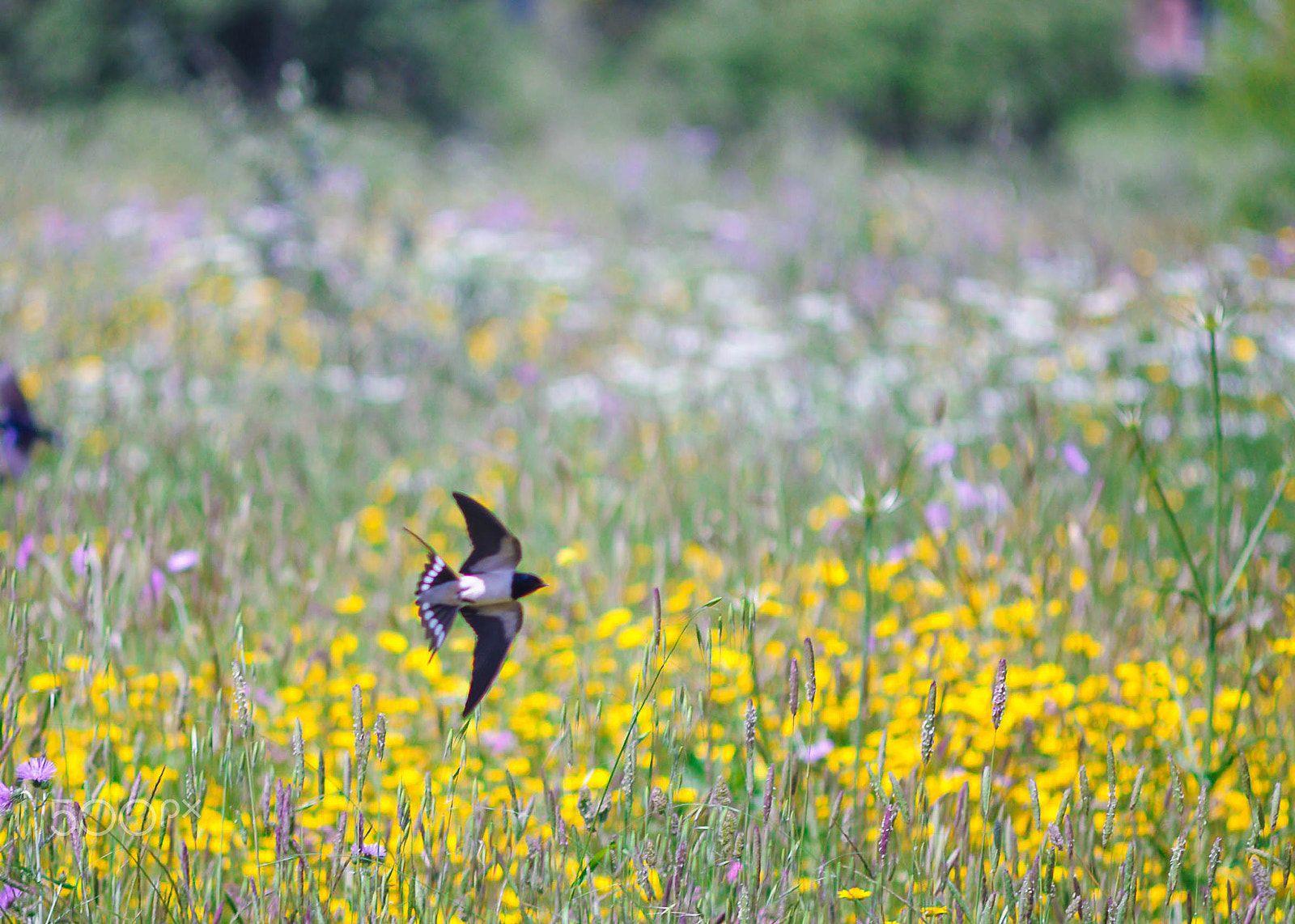 Nikon D90 + AF Zoom-Nikkor 70-210mm f/4 sample photo. Swallow flight photography