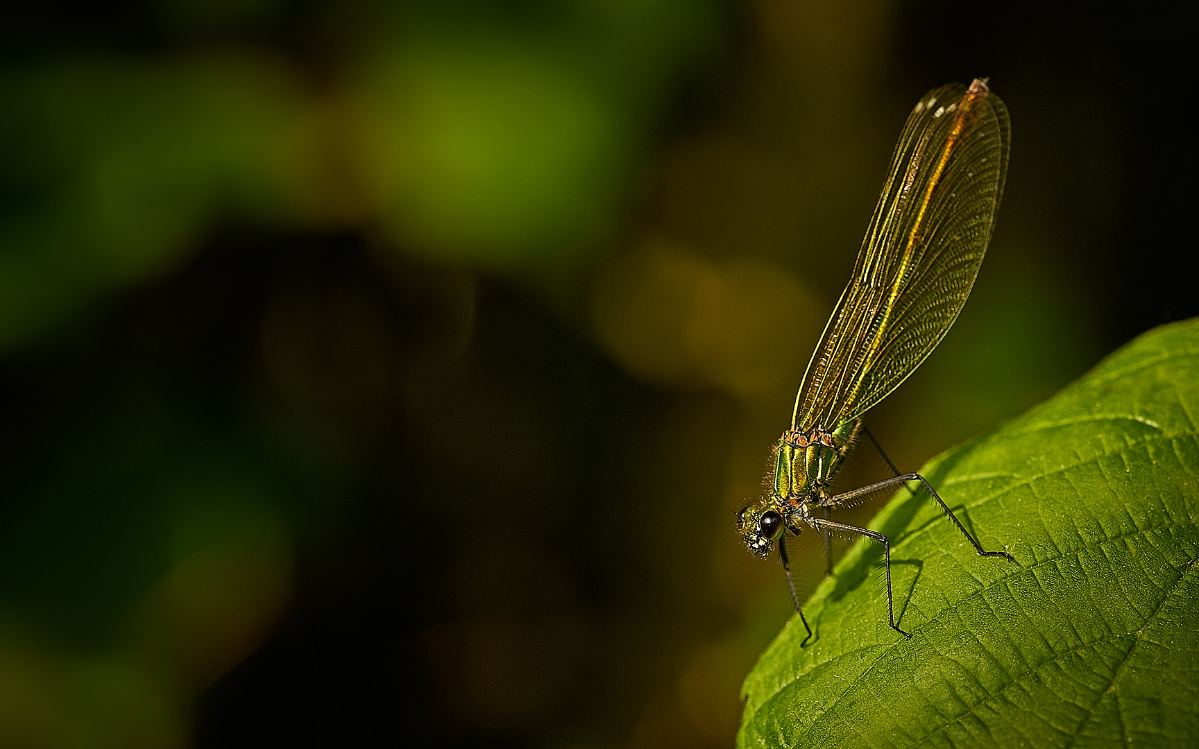 Sony a7 II + 105mm F2.8 sample photo. Demoiselle [damselfly] photography