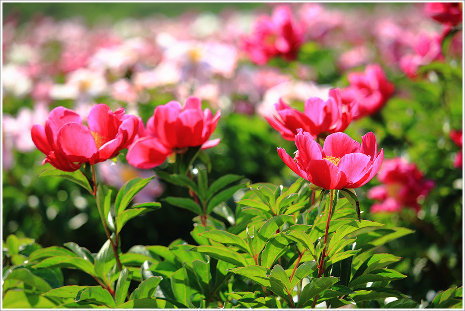 peony 이미지
