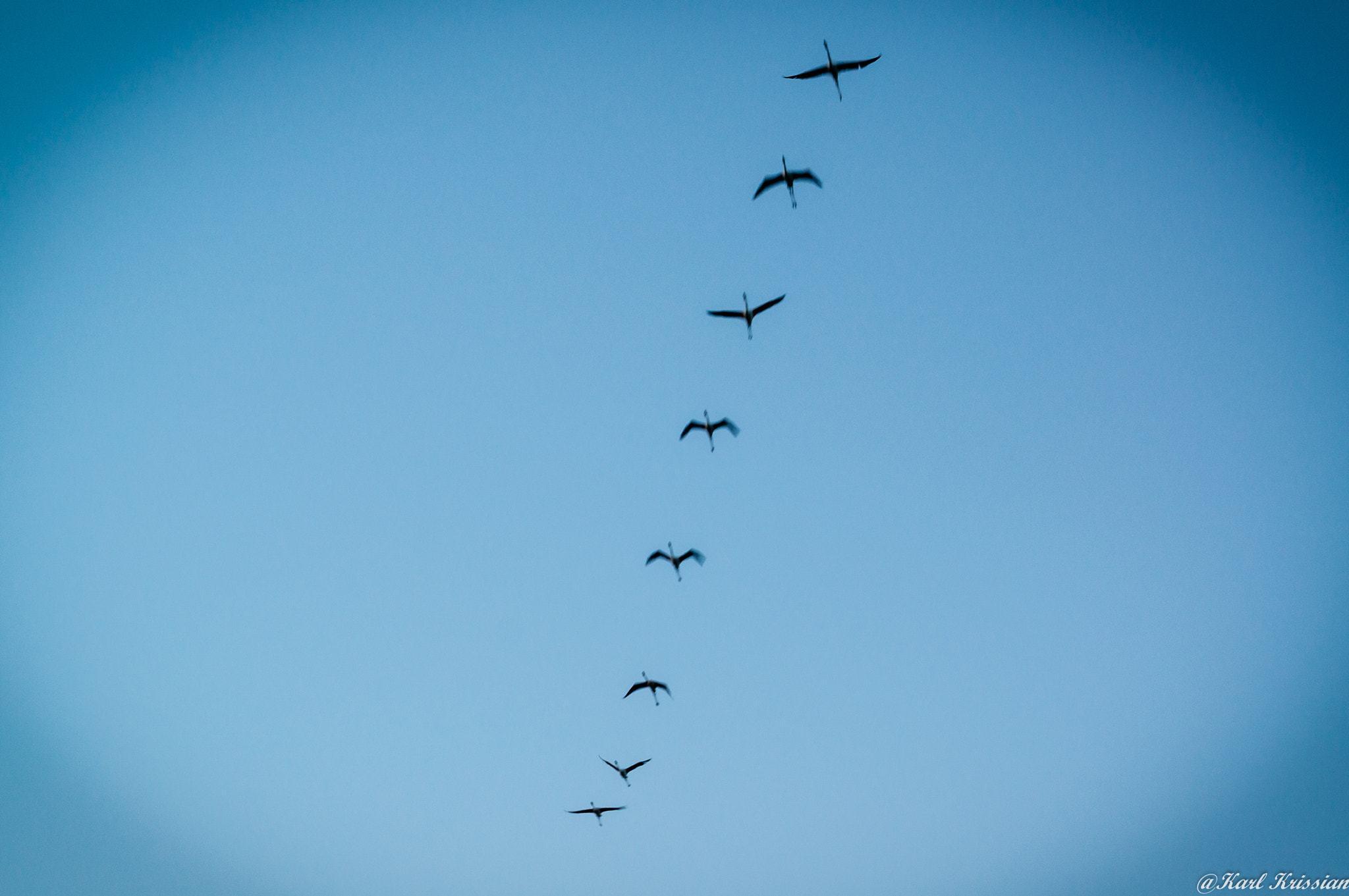 24-240mm F3.5-6.3 OSS sample photo. Flamingos flying in line formation photography