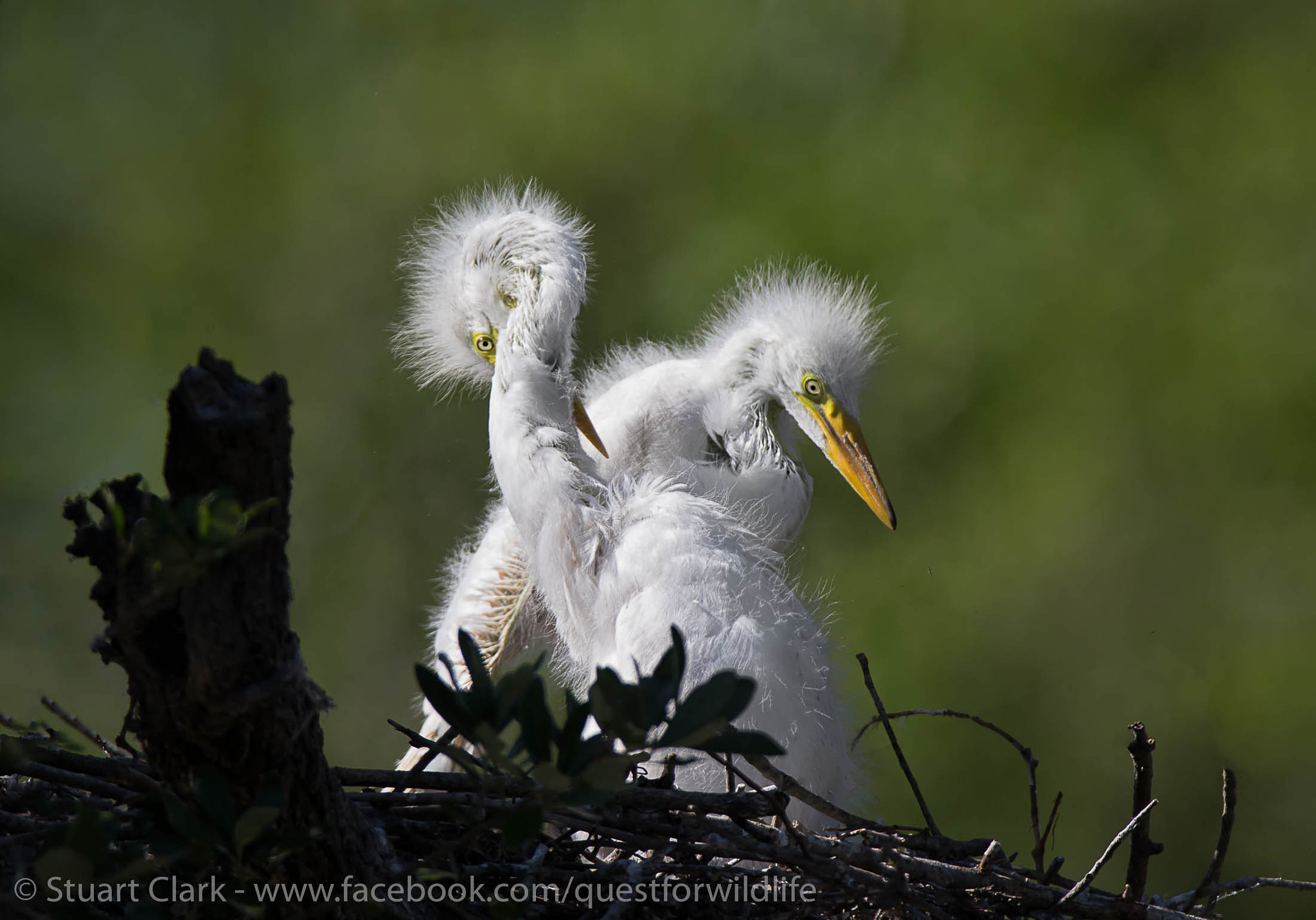 Canon EF 600mm F4L IS USM sample photo. Bobbsey twins photography