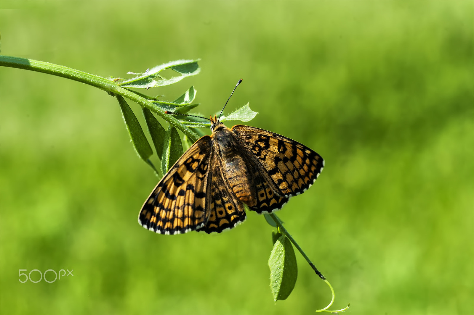 Nikon D700 + AF Micro-Nikkor 55mm f/2.8 sample photo. Büyük morbakırgüzeli (lycaena alciphron) photography