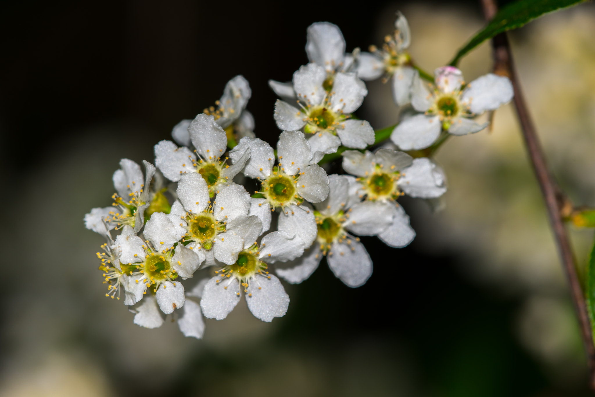 Nikon D810 + Nikon AF Micro-Nikkor 200mm F4D ED-IF sample photo. White blossom photography
