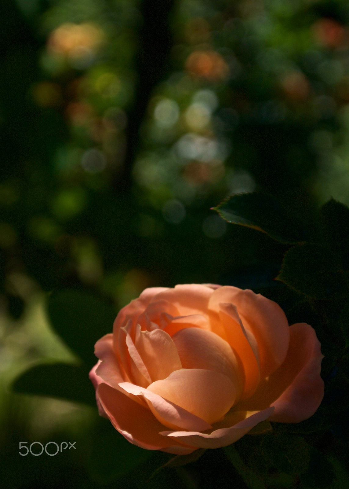 Nikon 1 J2 sample photo. Orange hirakata rose photography