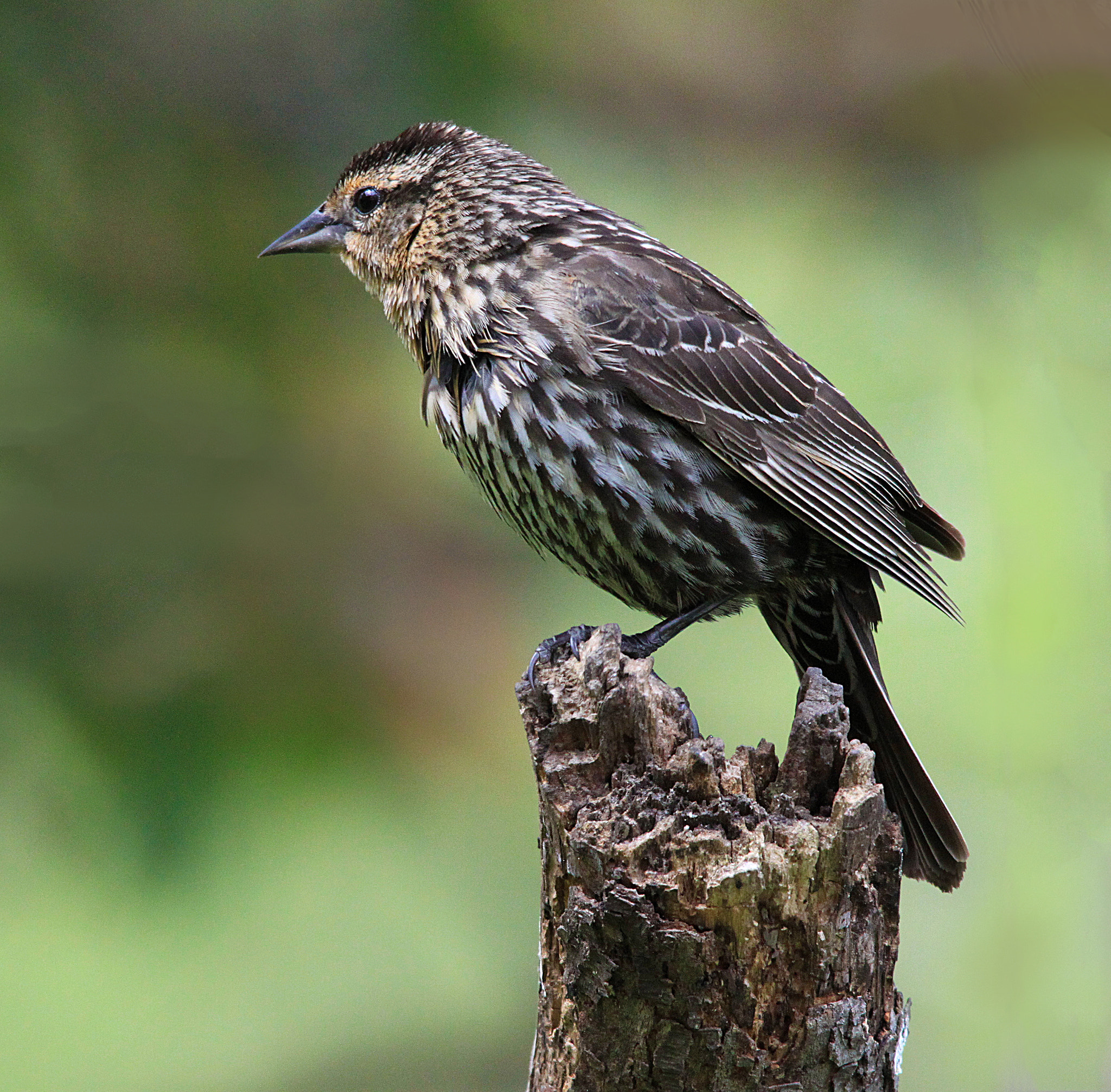 Sigma 150-500mm F5-6.3 DG OS HSM sample photo. Female blackbird photography