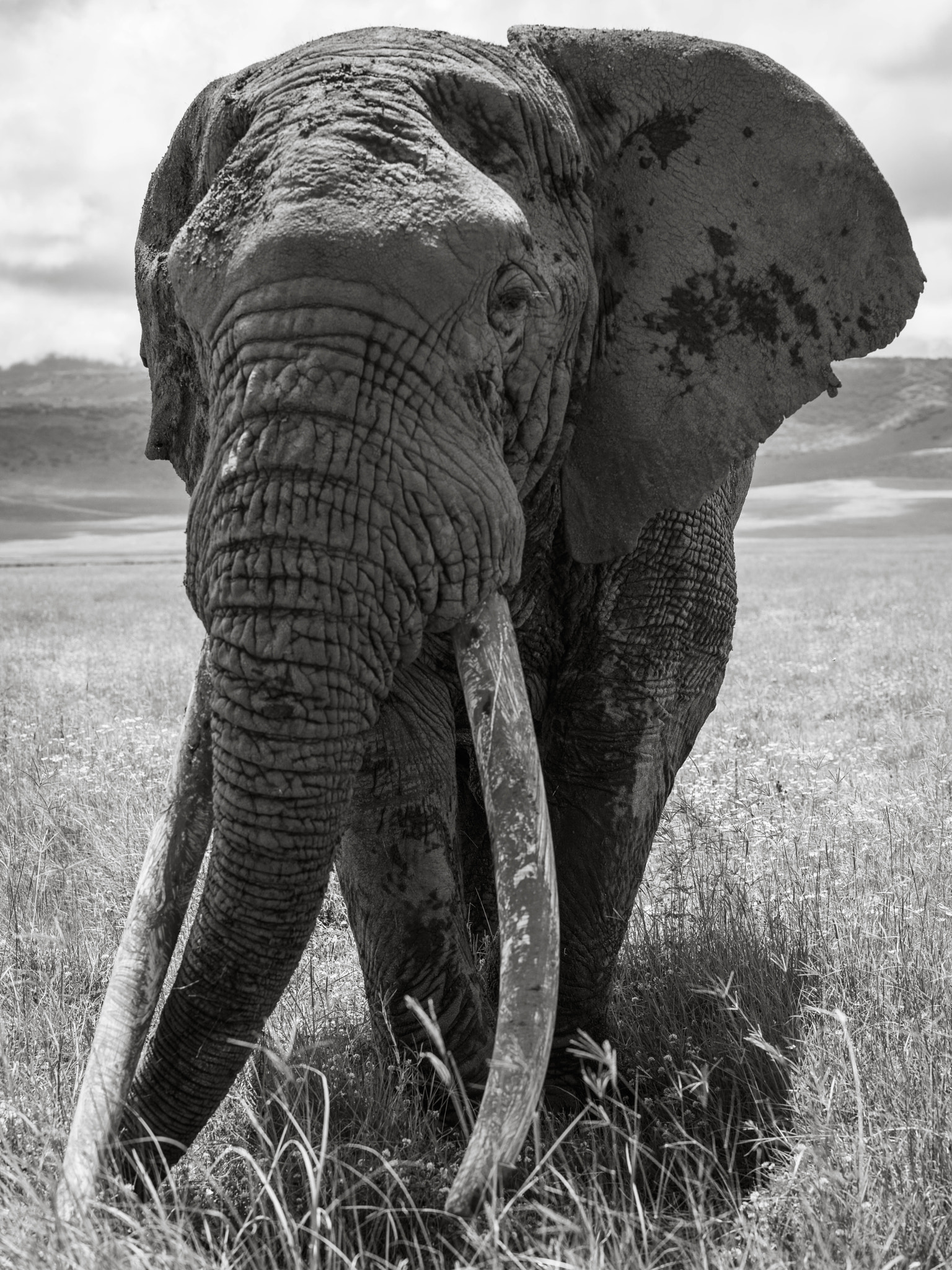 Pentax 645Z + HD Pentax D FA 645 Macro 90mm F2.8 ED AW SR sample photo. Only elephants need ivory photography