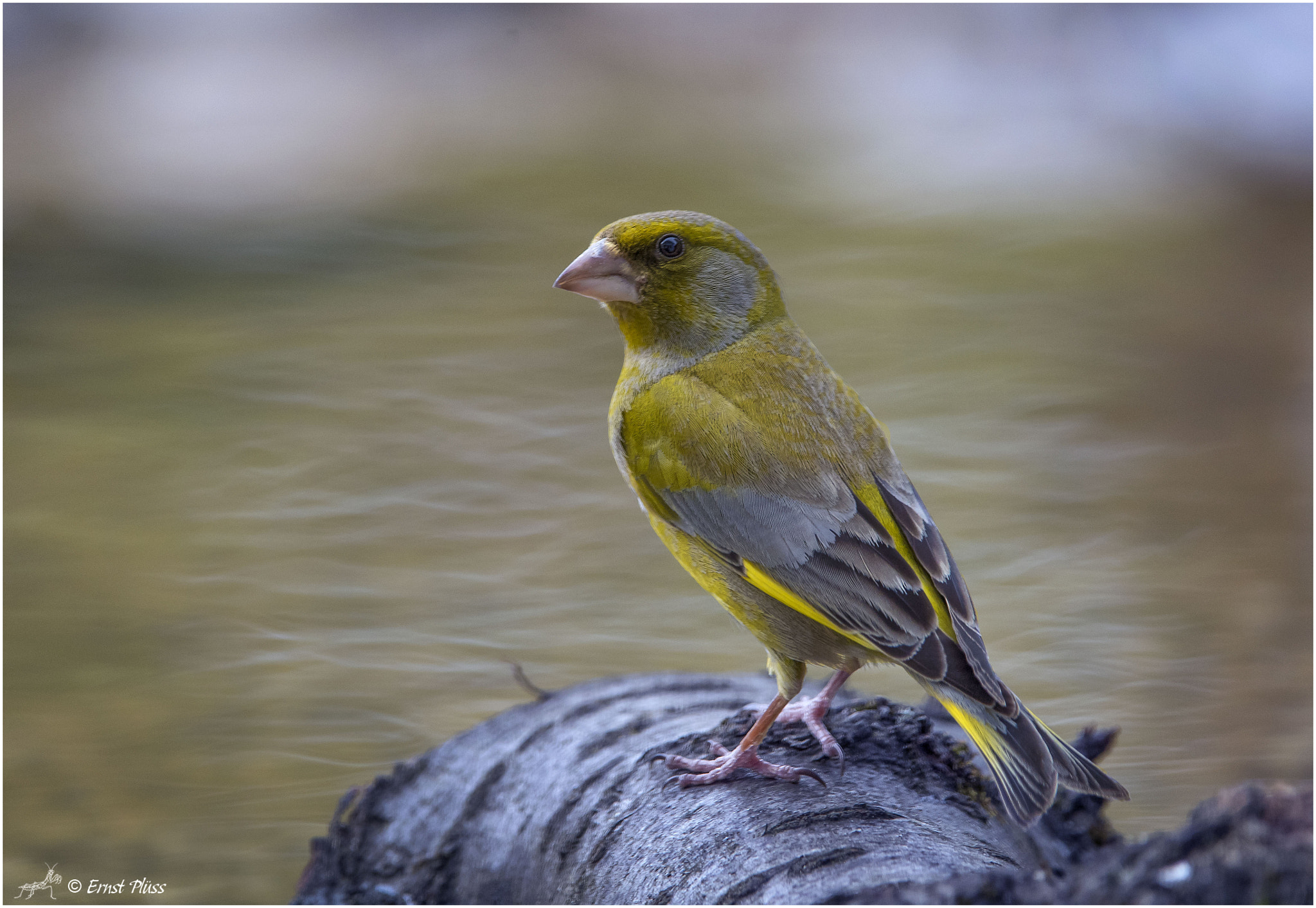 Nikon D5 sample photo. European greenfinch photography
