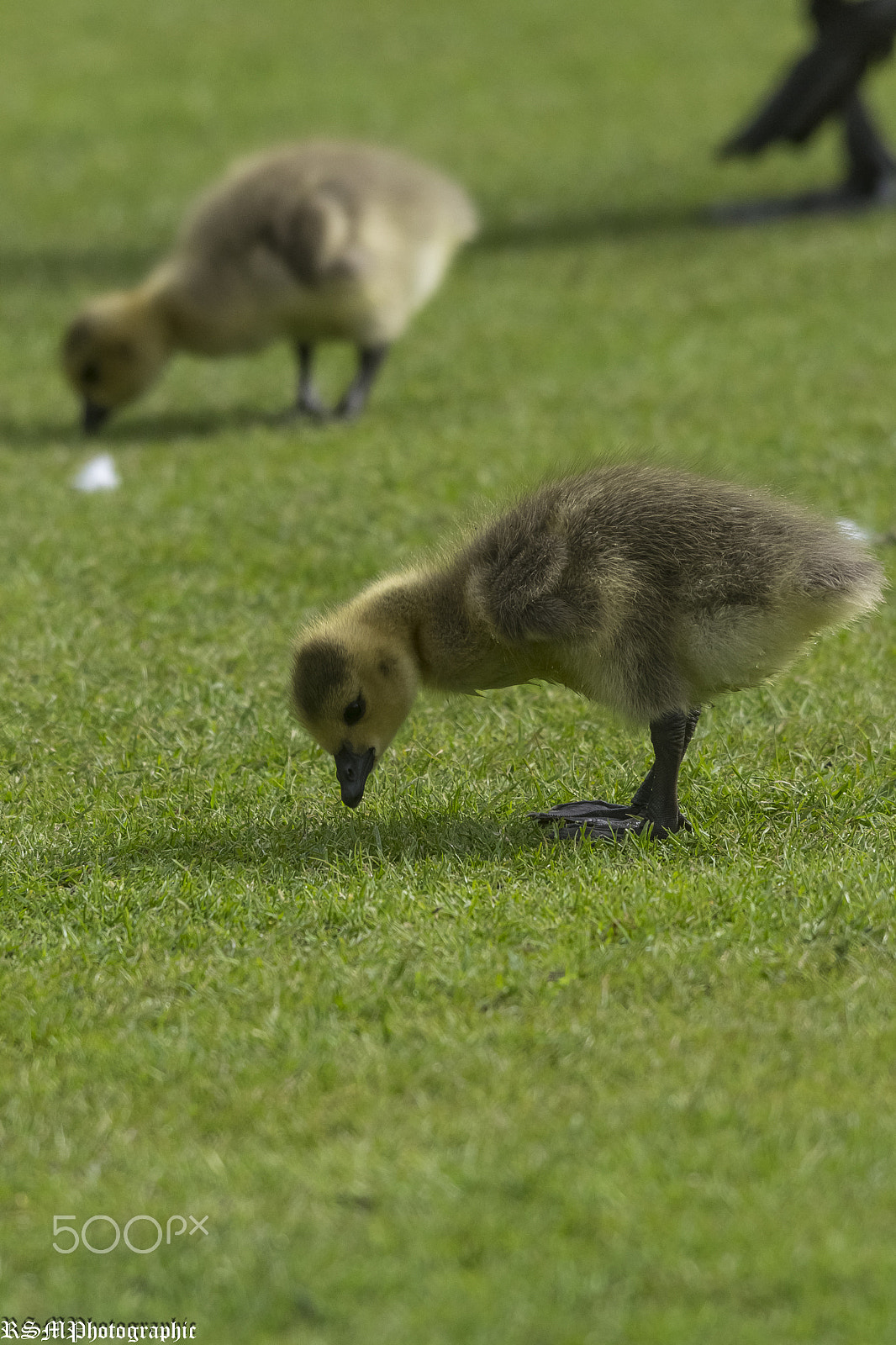 Sigma 120-400mm F4.5-5.6 DG OS HSM sample photo. Gosling photography