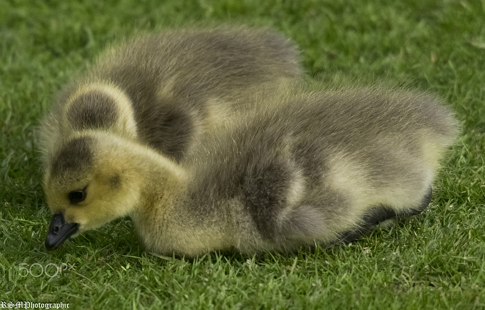 Sigma 120-400mm F4.5-5.6 DG OS HSM sample photo. Goslings photography