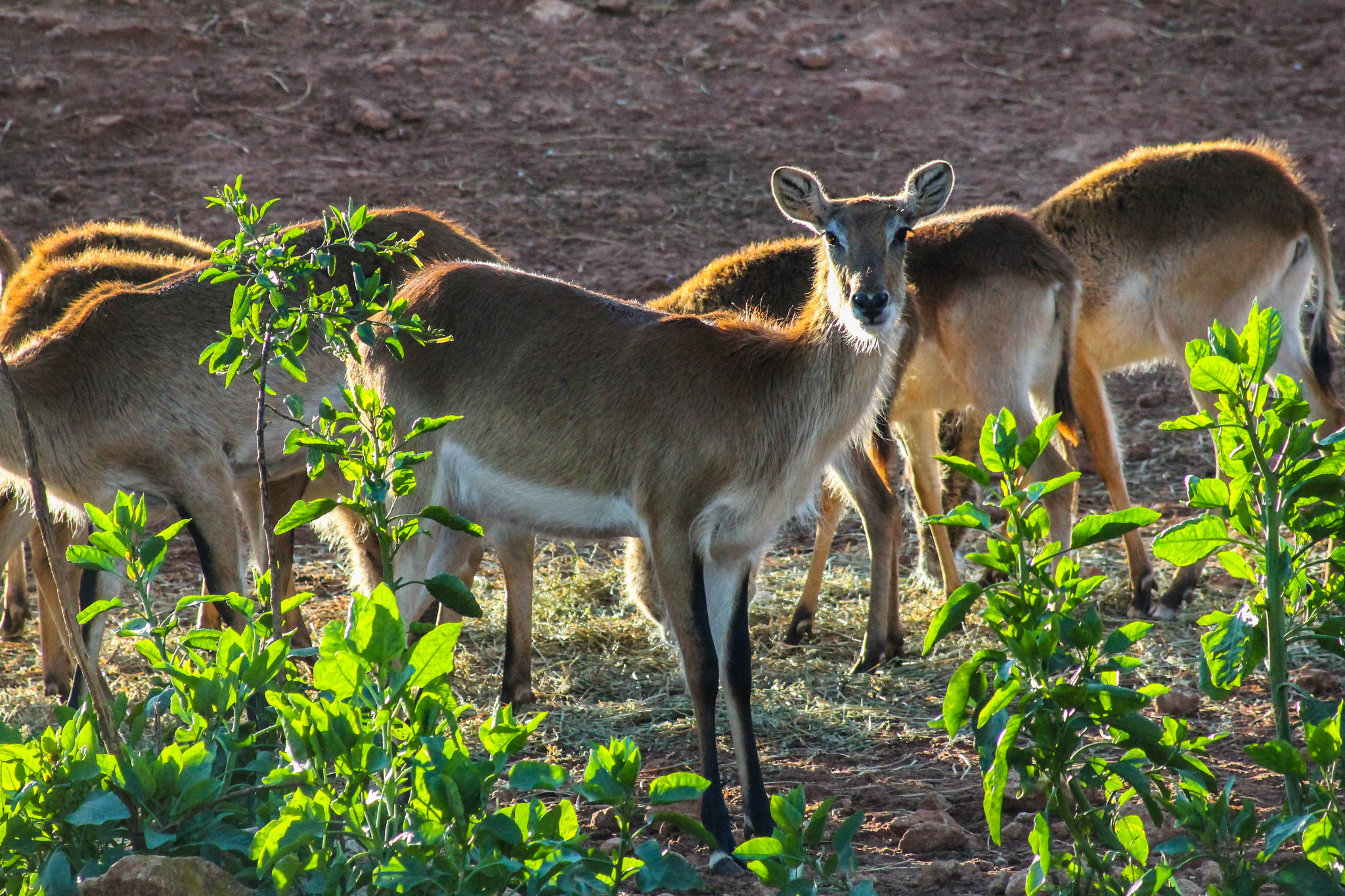Canon EF 80-200mm F4.5-5.6 II sample photo. Gazelle photography