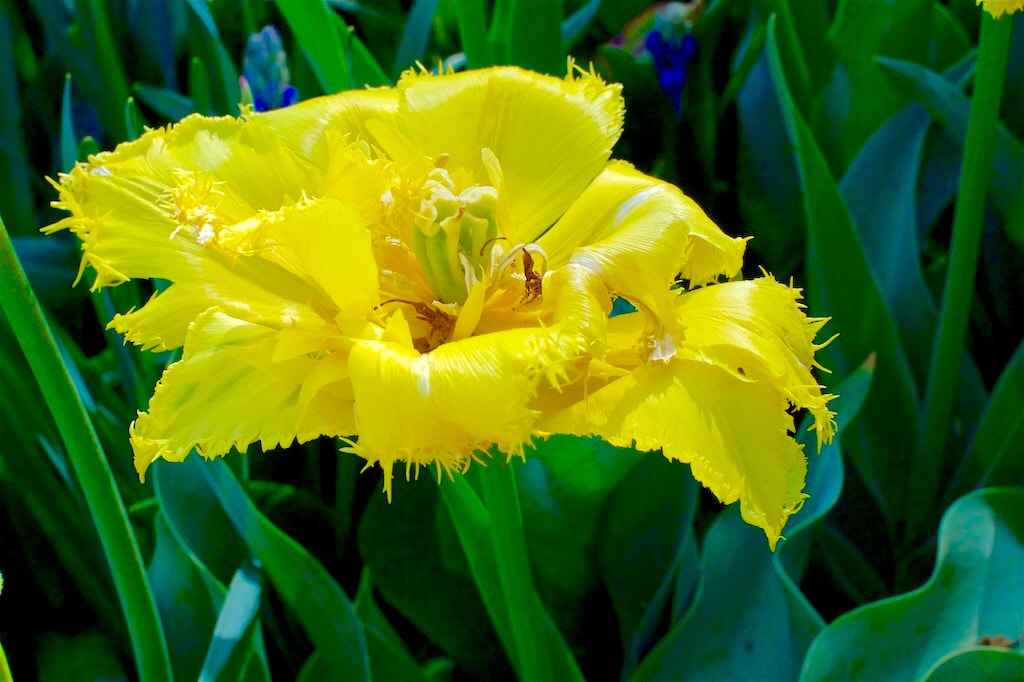 Nikon 1 V2 + Nikon 1 Nikkor 18.5mm F1.8 sample photo. Longwood gardens tulip photography