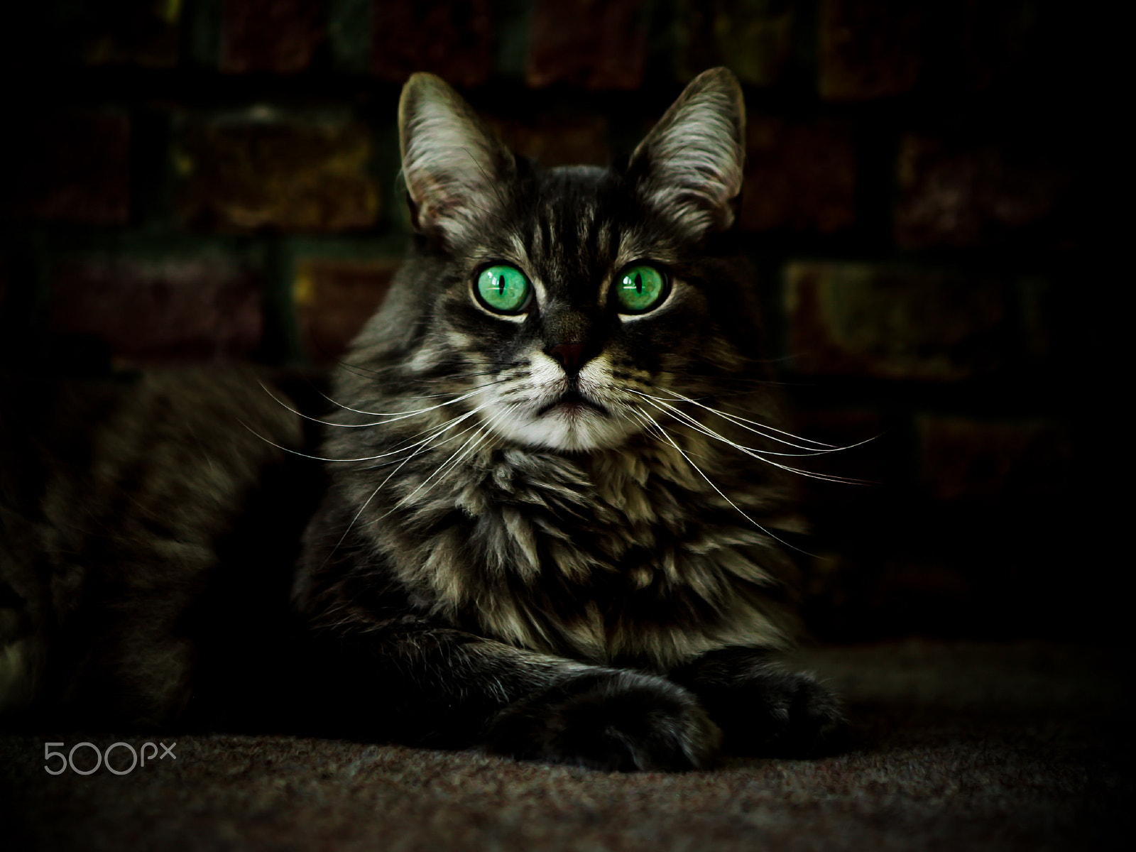 Canon EOS 5D + Sigma 24-70mm F2.8 EX DG Macro sample photo. Simba photography