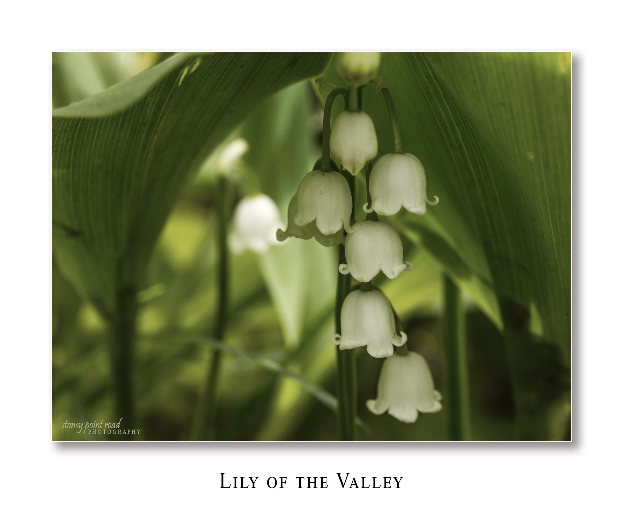Canon EF-S 60mm F2.8 Macro USM sample photo. Lily of the valley photography