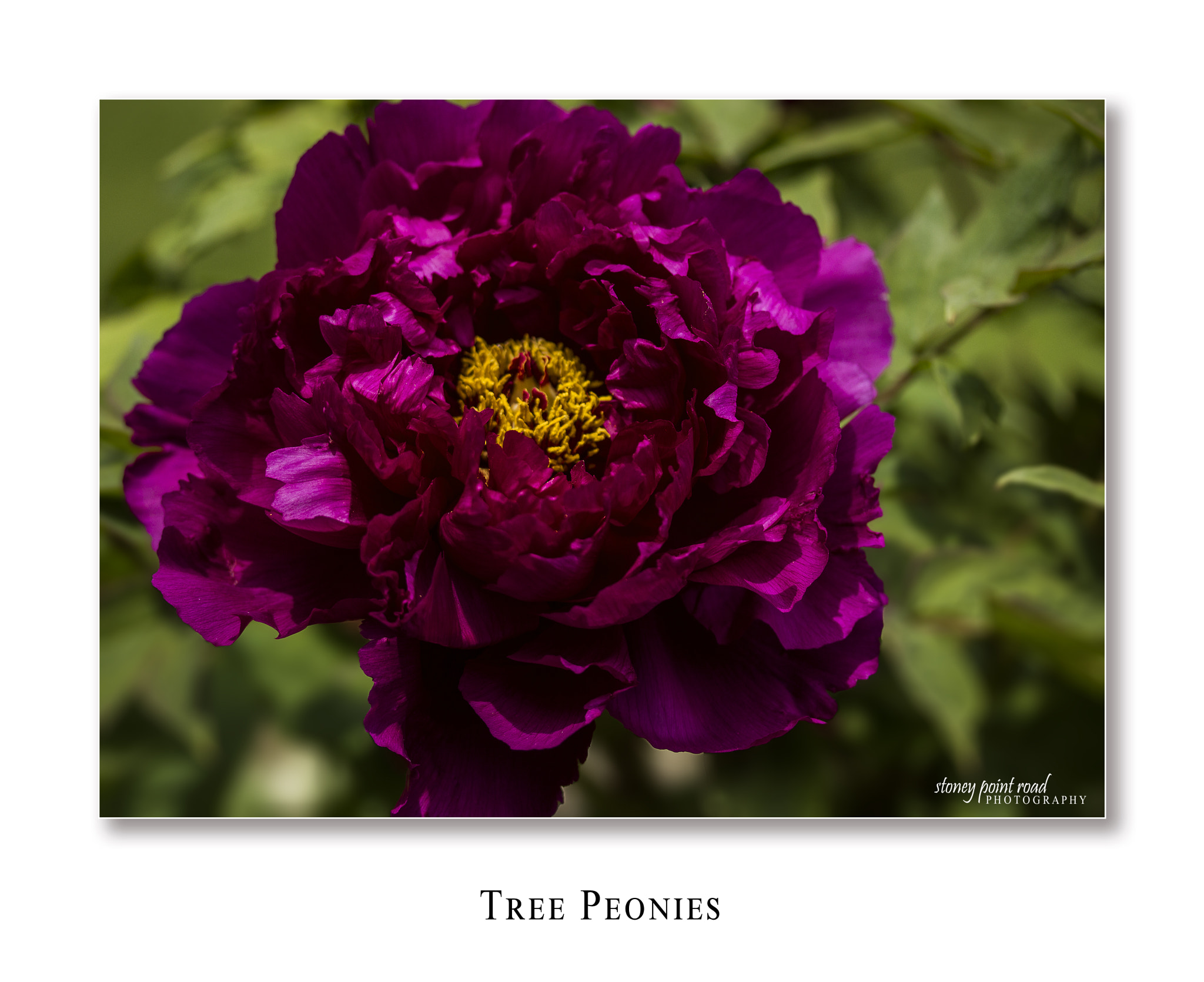 Canon EF-S 60mm F2.8 Macro USM sample photo. Peonies photography