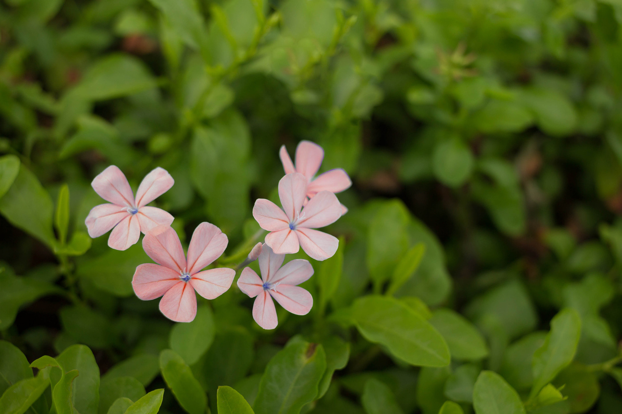 Canon EF-S 24mm F2.8 STM sample photo. Flowers in a garden photography
