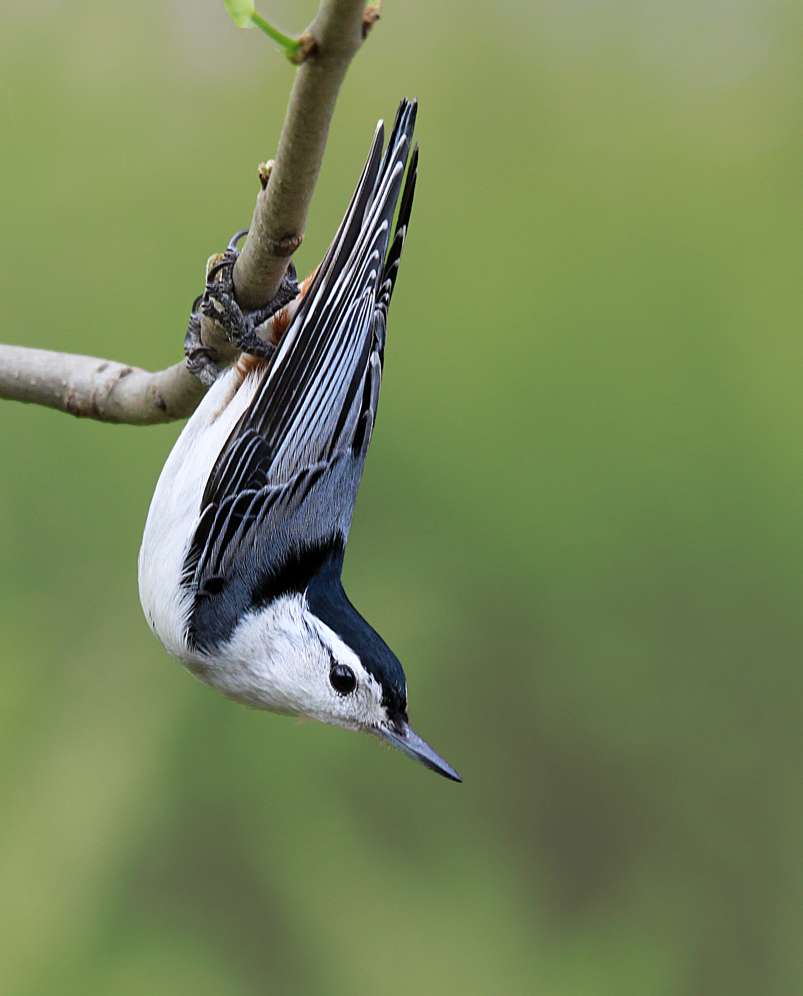 Sigma 150-500mm F5-6.3 DG OS HSM sample photo. Nuthatch photography