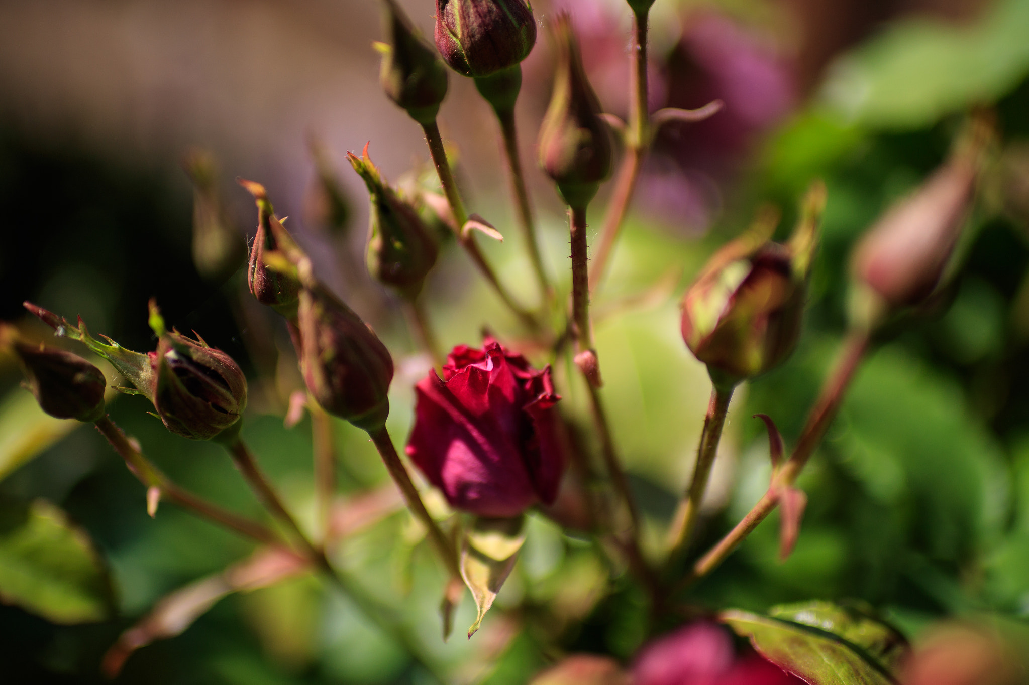 Canon EOS-1D X Mark II sample photo. A bouquet in the making photography
