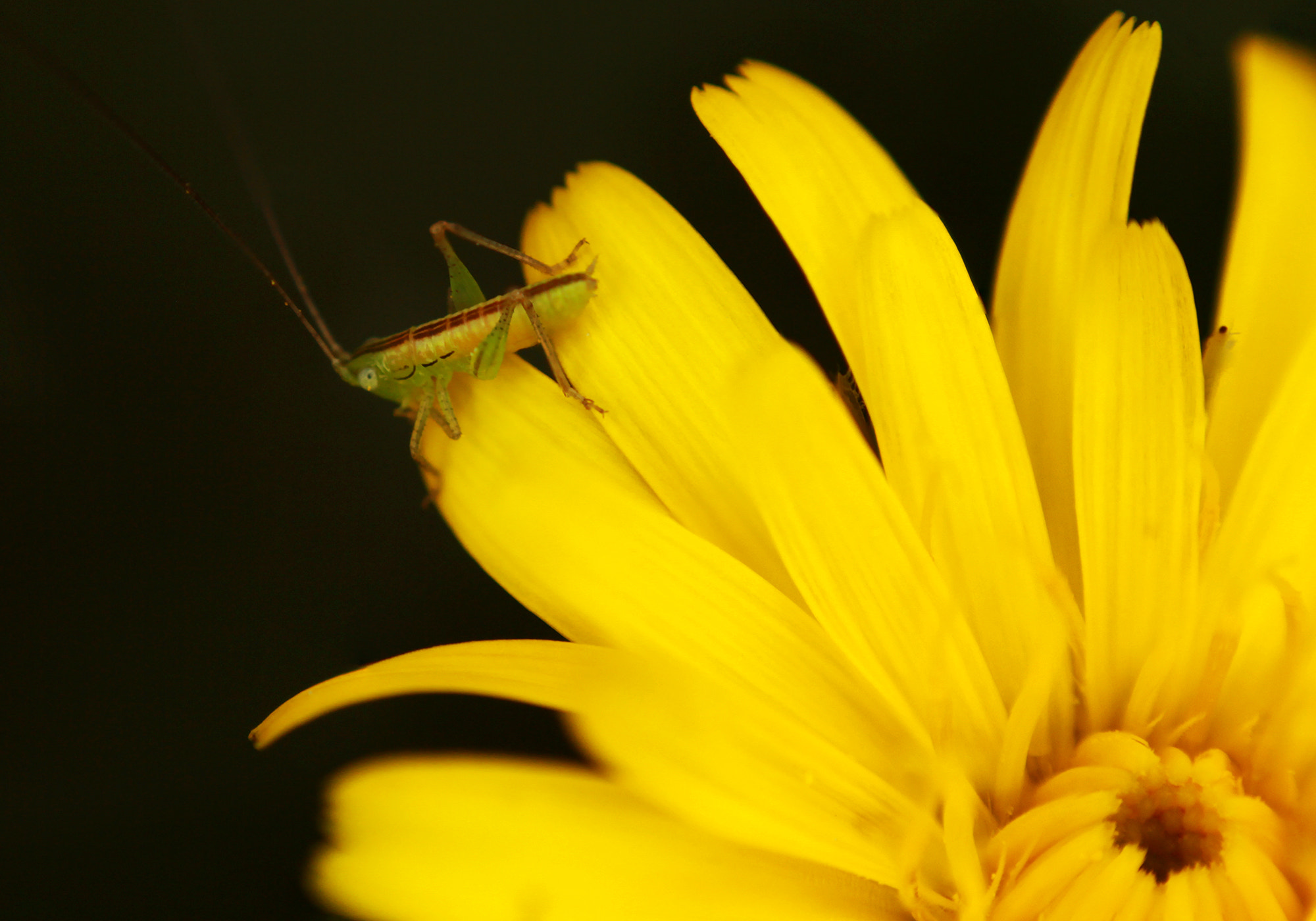 Canon EOS 600D (Rebel EOS T3i / EOS Kiss X5) + Canon EF 50mm F1.8 II sample photo. Grasshopper photography