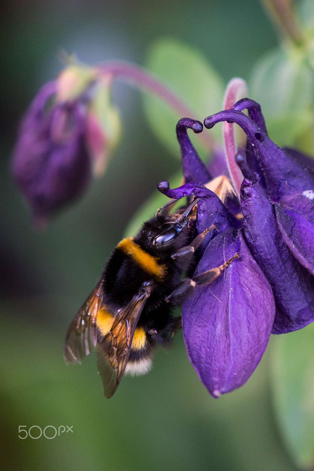 Nikon AF-S DX Micro-Nikkor 85mm F3.5G ED VR sample photo. Bumblebee photography