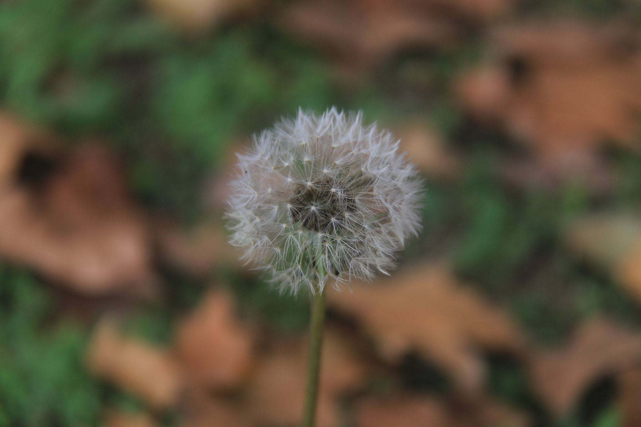 Canon EOS 1100D (EOS Rebel T3 / EOS Kiss X50) sample photo. White lion  photography