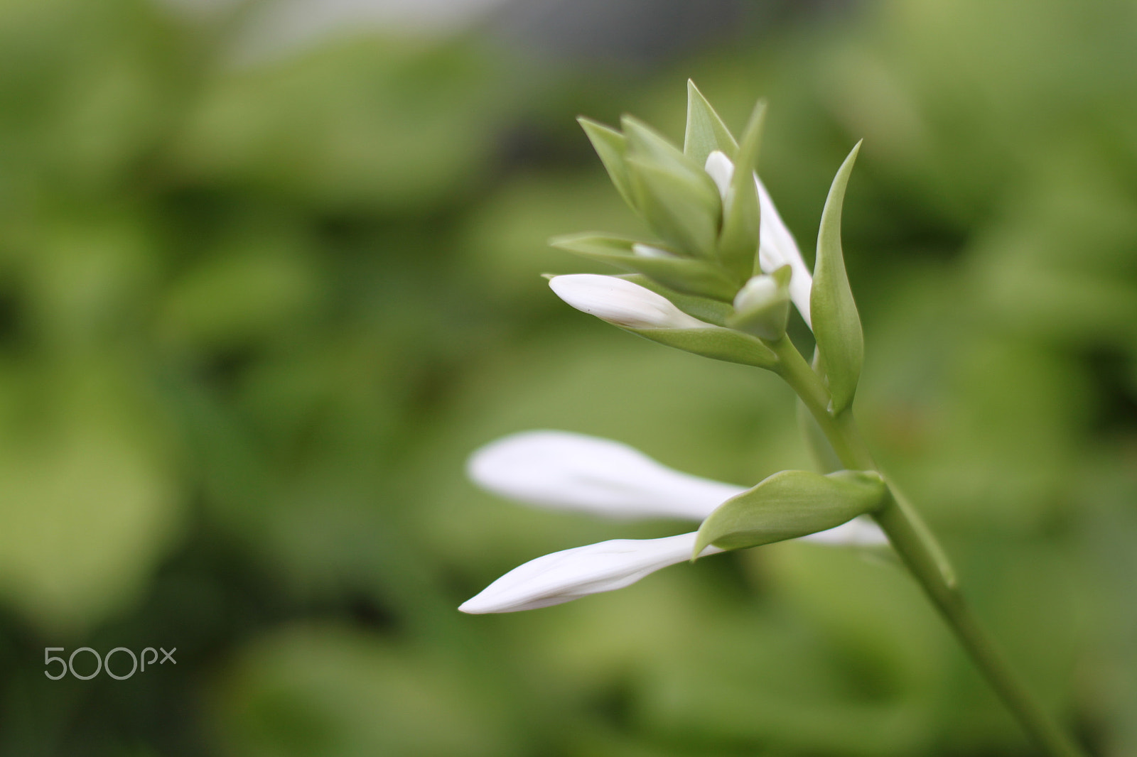 Canon EOS 500D (EOS Rebel T1i / EOS Kiss X3) + Canon EF 50mm F1.4 USM sample photo. A green plant photography