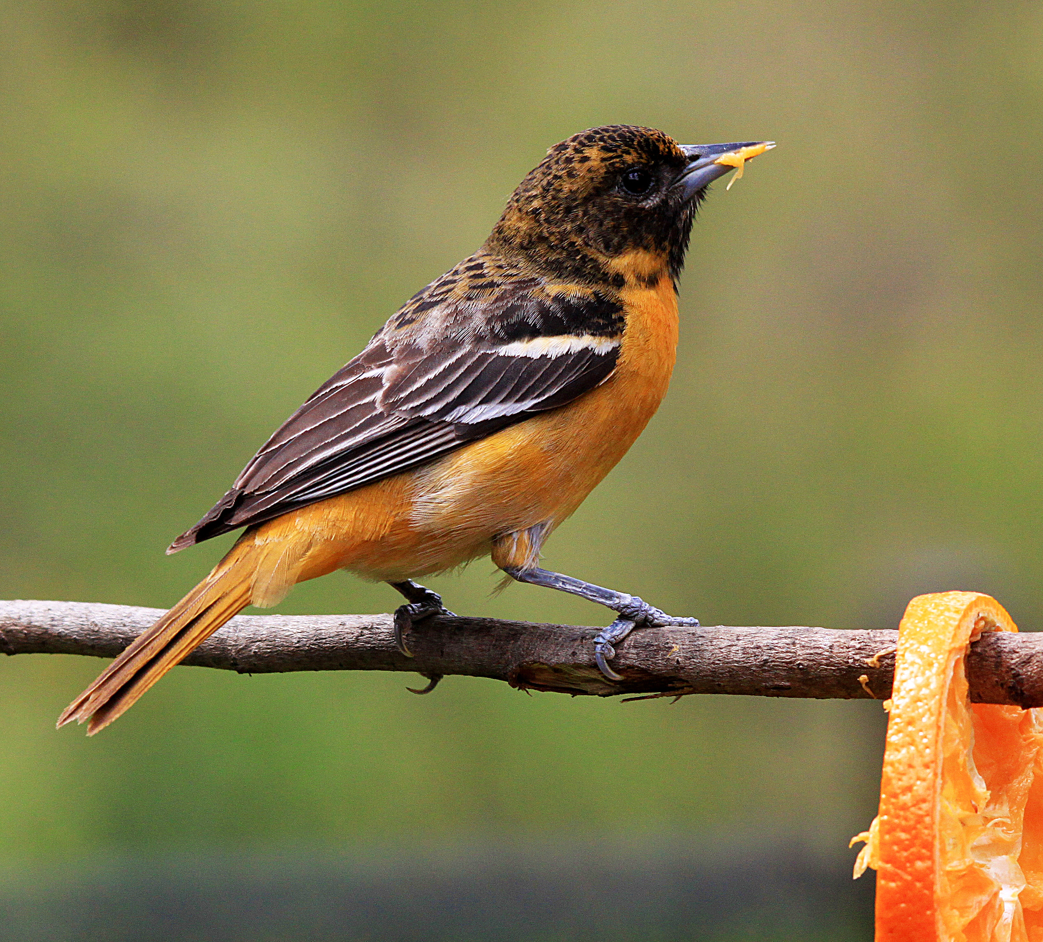 Sigma 150-500mm F5-6.3 DG OS HSM sample photo. Female oriole photography